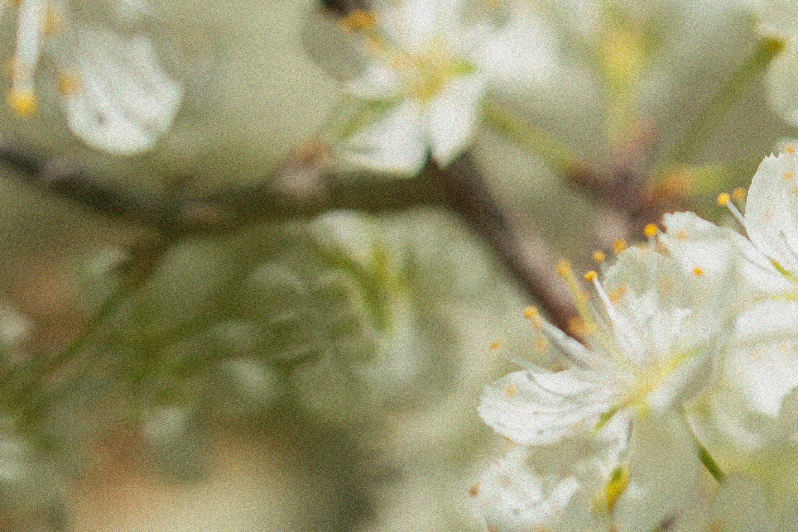 Эстетика П р о Я в л е н и я. Виноградова Маргарита. Фотограф P r o Явления
