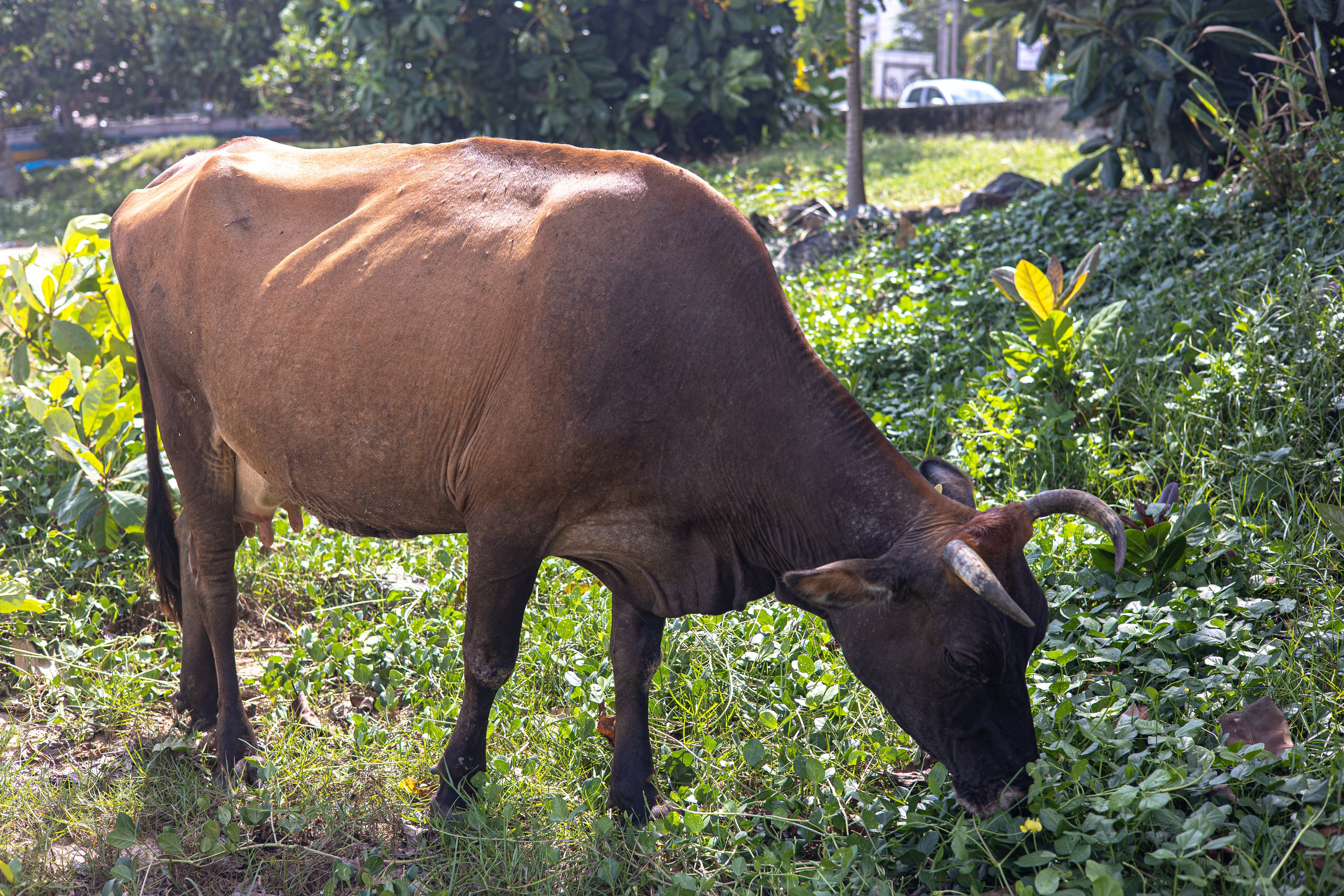 Weligama. Photographer Sonkina Tatiana (Tanya Ash)