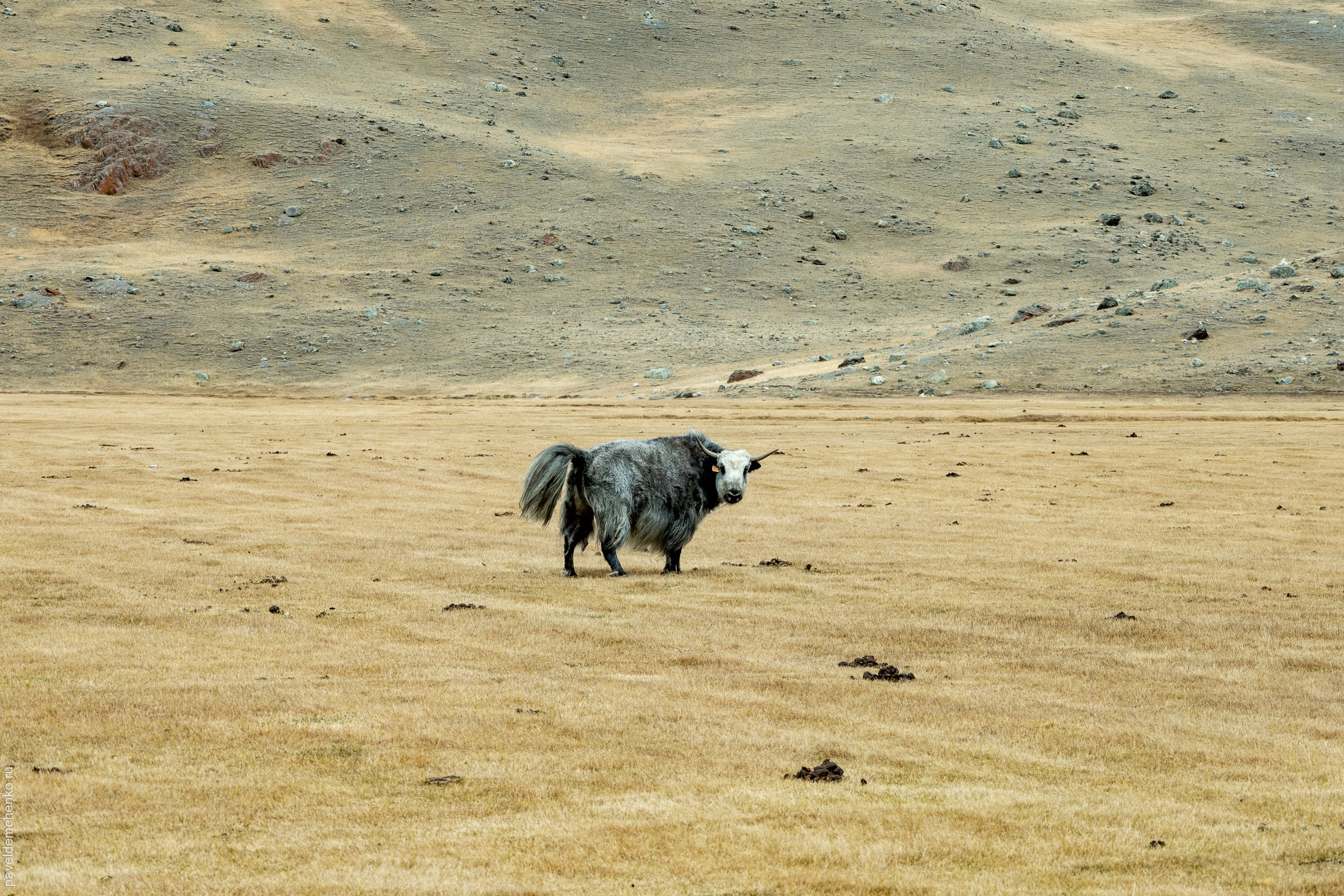 Осень в Горном Алтае 2024. Gennady Travel