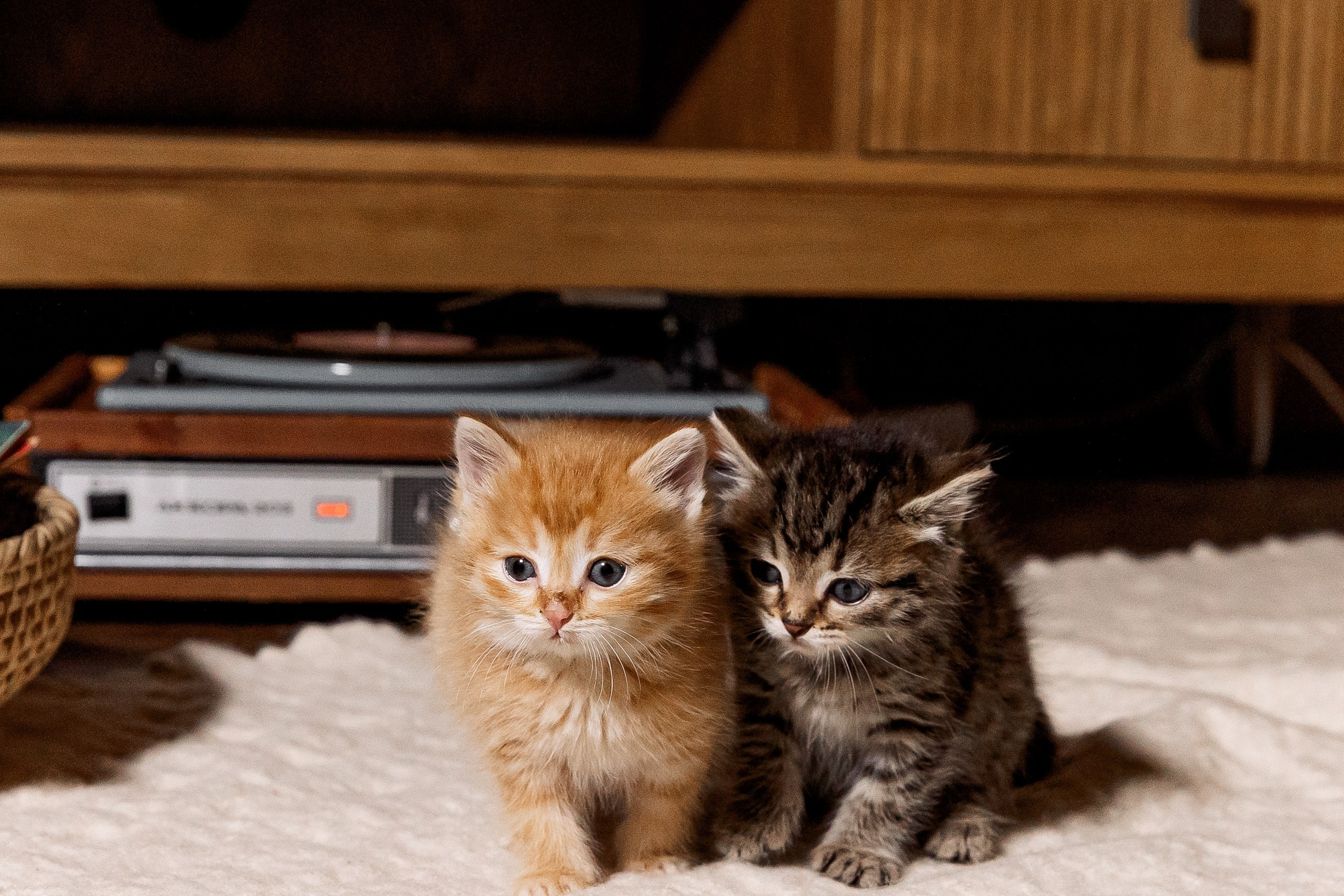 Эдуард и Дарья с сыновьями. Свадебный и семейный фотограф в Челябинске Юлия Ишимова