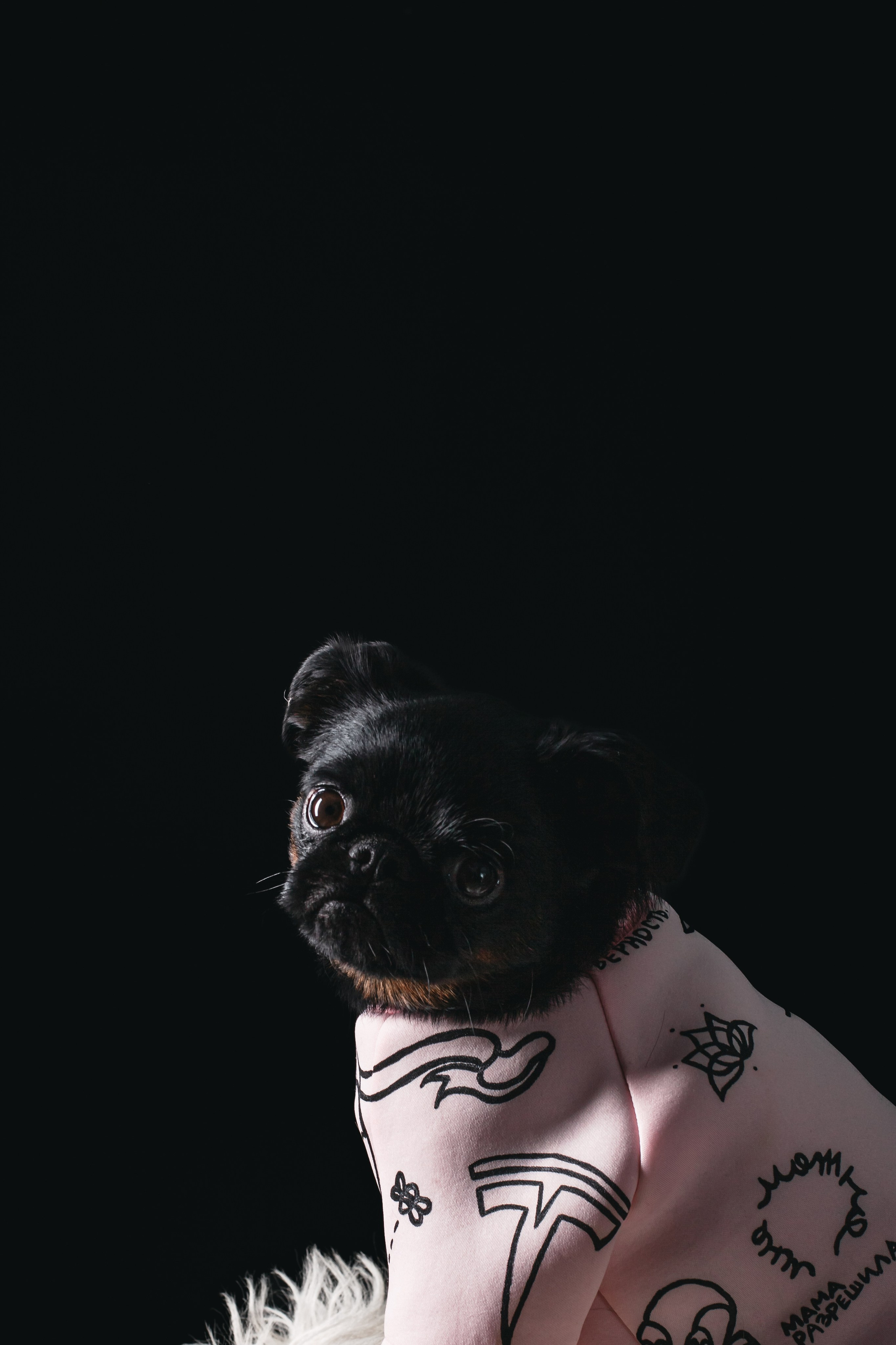 Студийная фотосессия с цветным светом. Фотограф-анималист Татьяна Степанова