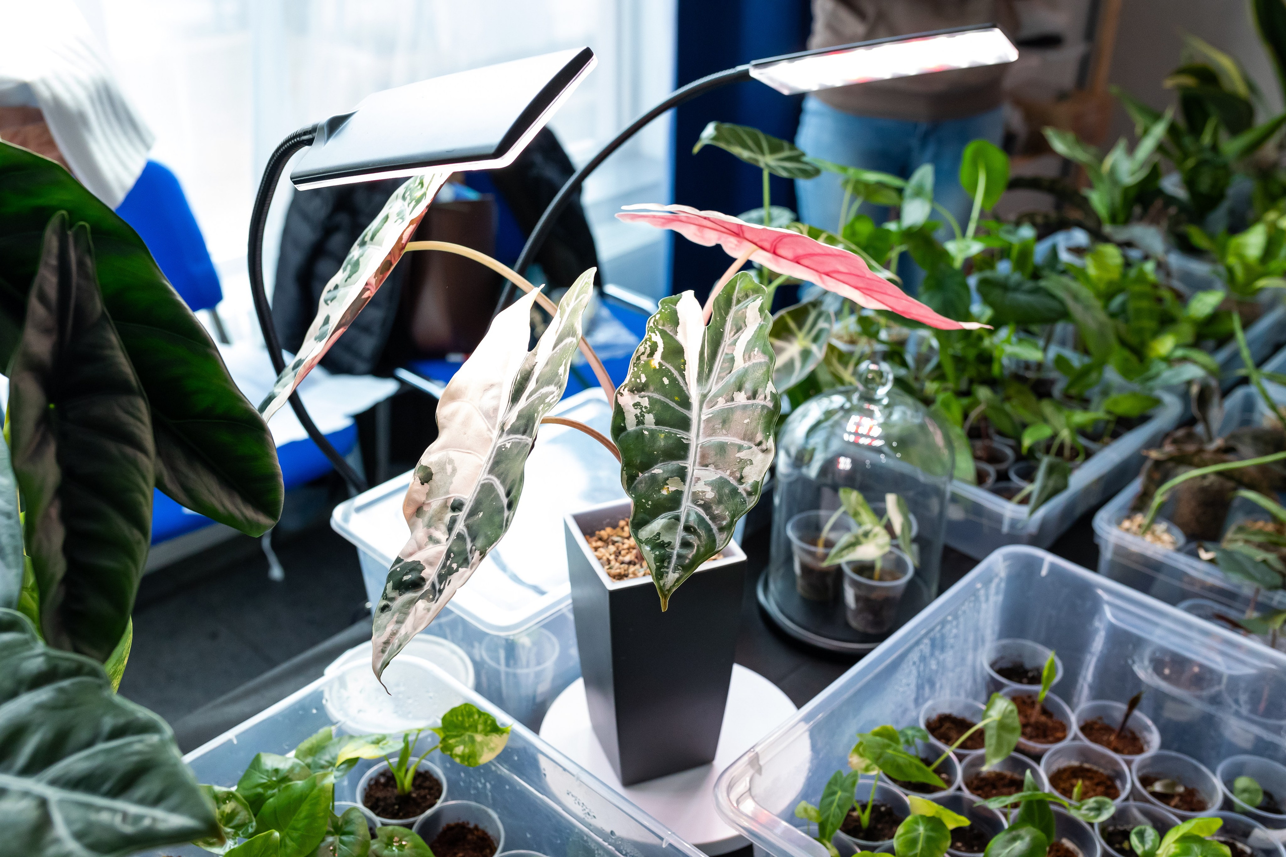 Монстериум апрель 2025. Александра Куликова фотограф, Москва