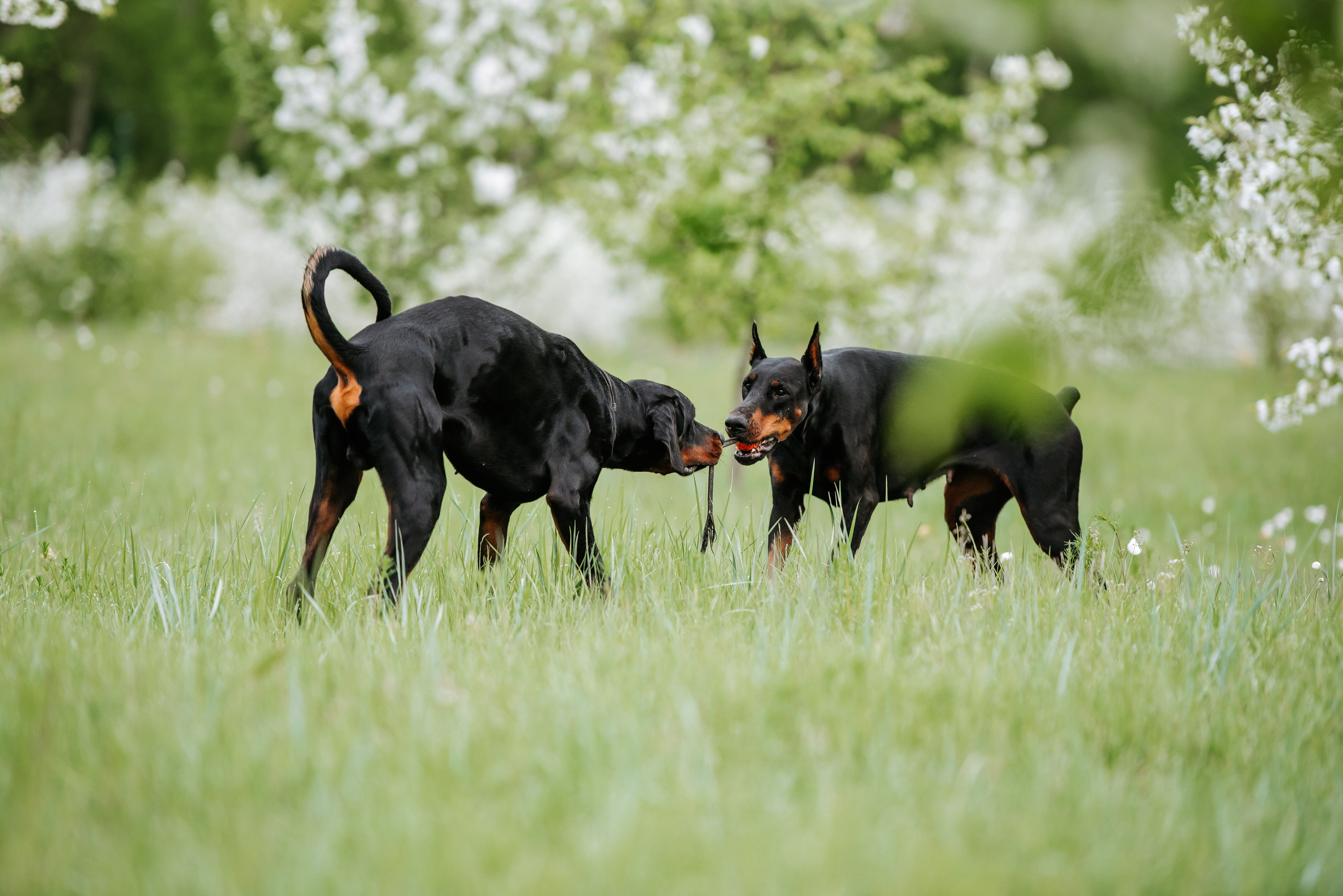 Цветение с доберманами. Фотограф Диана Оленина Красноярск / Братск
