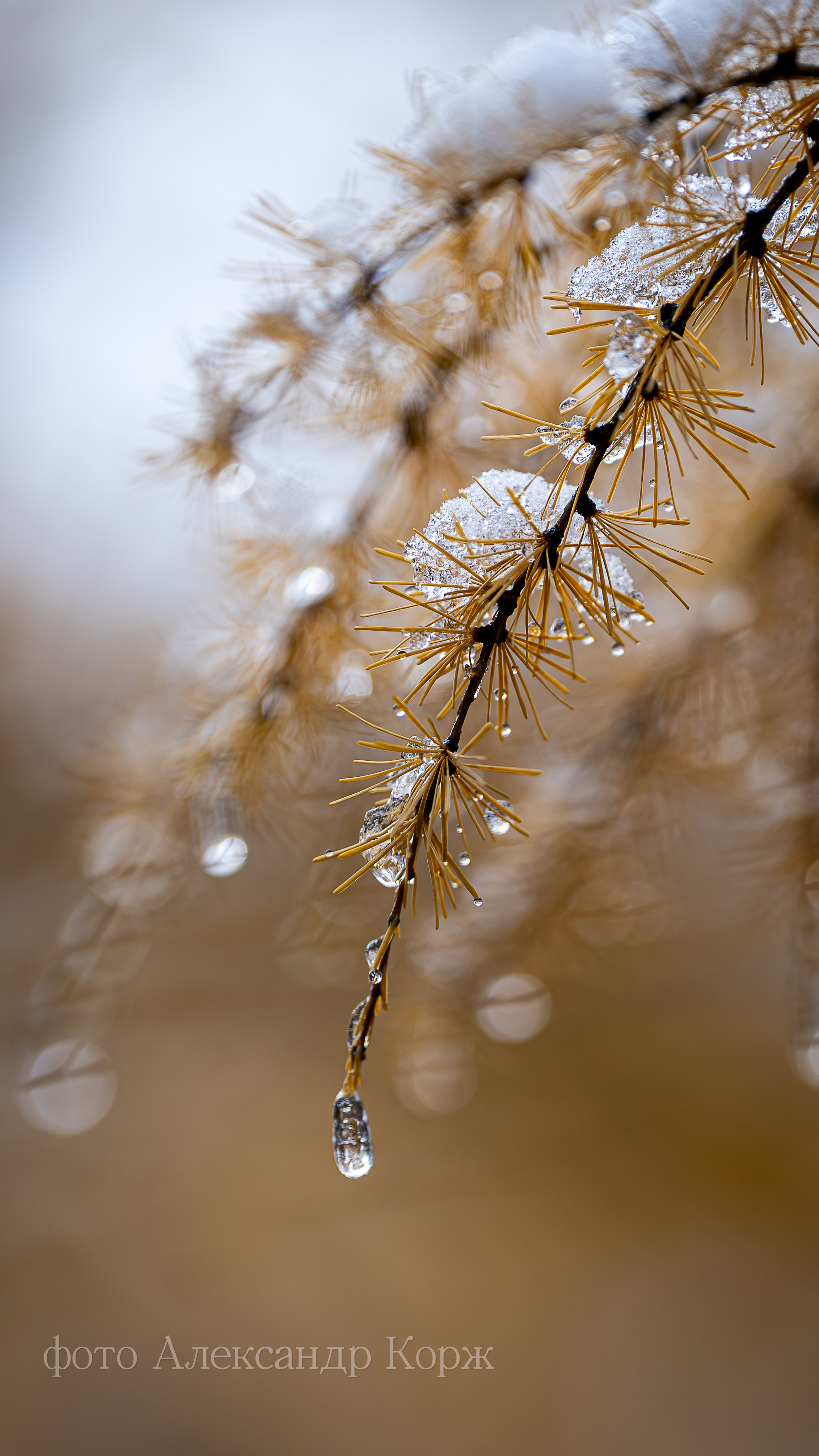 Золотая осень 2025. Айхал. Удачный. Мирный Якутия. Фотографии и видеосъемка, Айхал, Удачный, Якутия. Фотографии Айхал