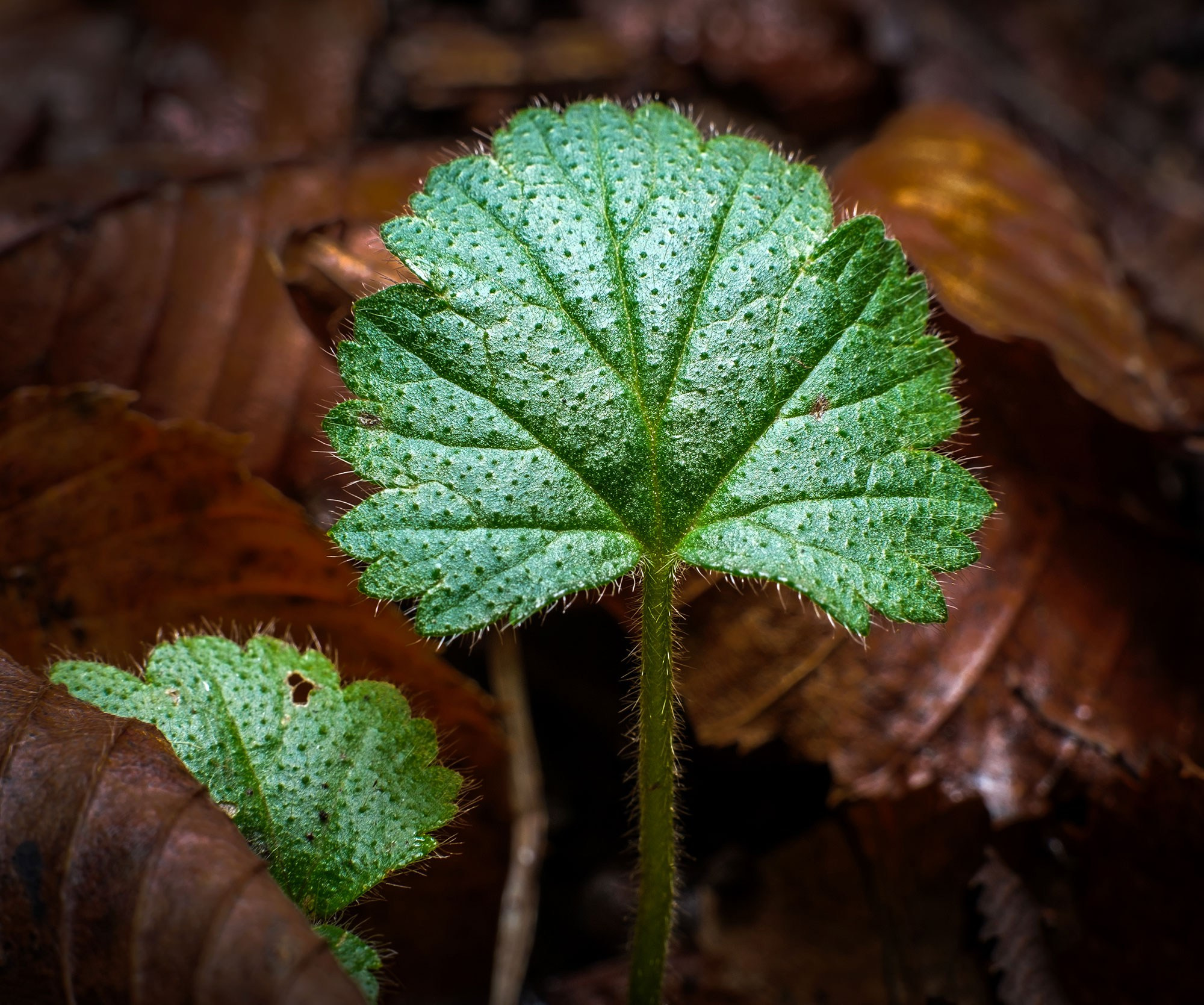 фотограф в Геленджике, фотограф Геленджик
