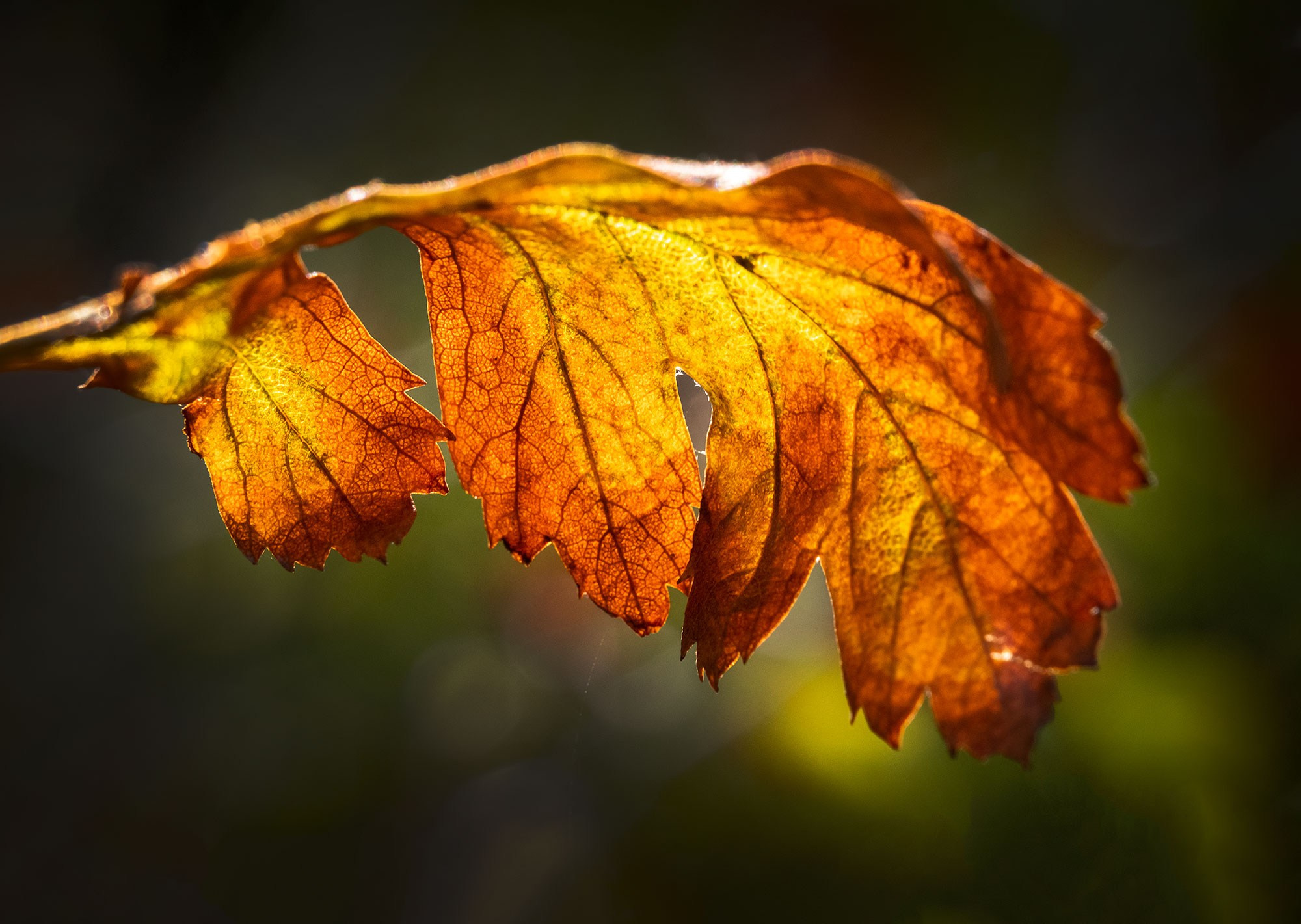 Свадебный фотограф в Геленджике