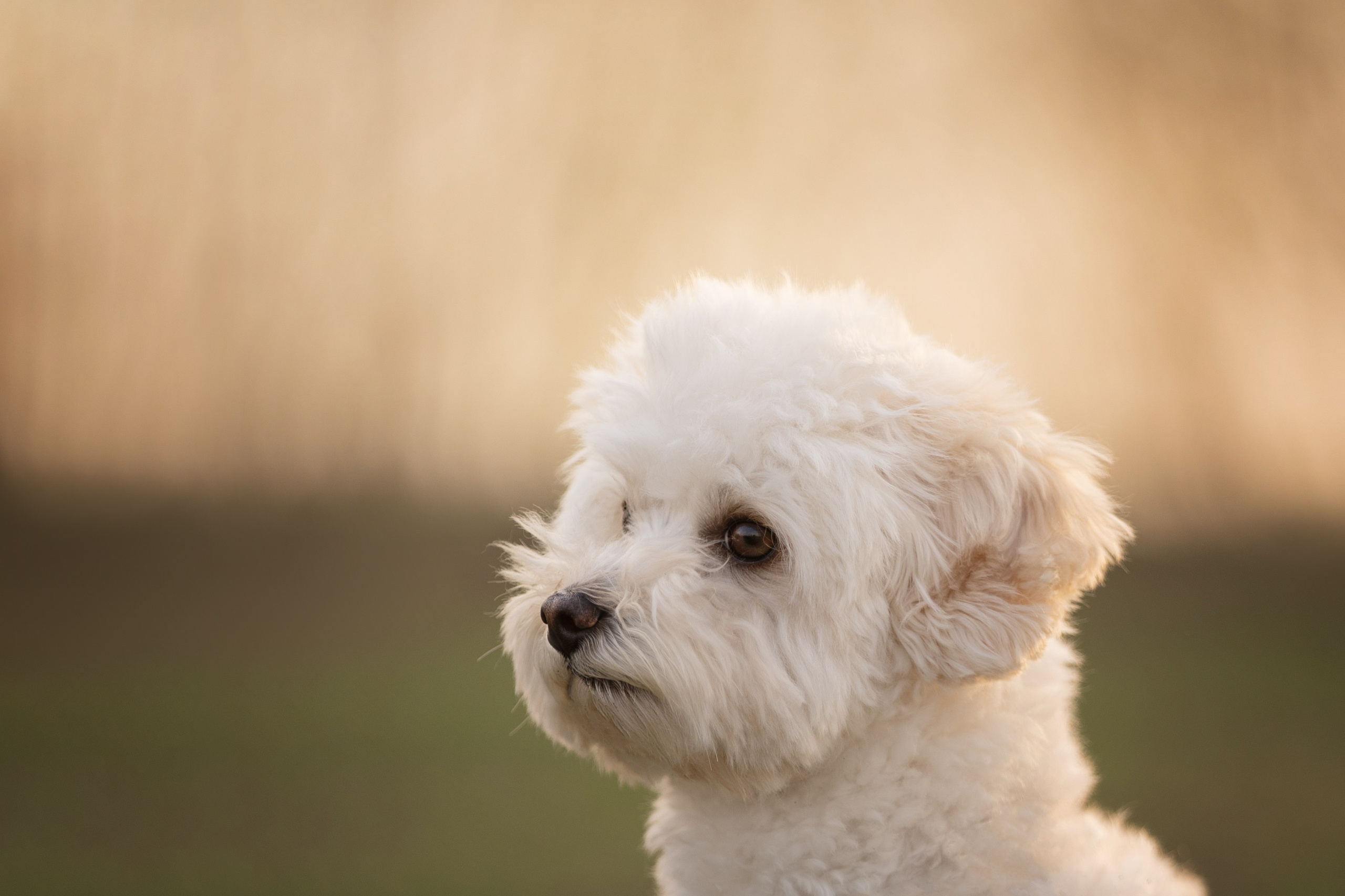 Оксана + Кекс. Kameramotor74