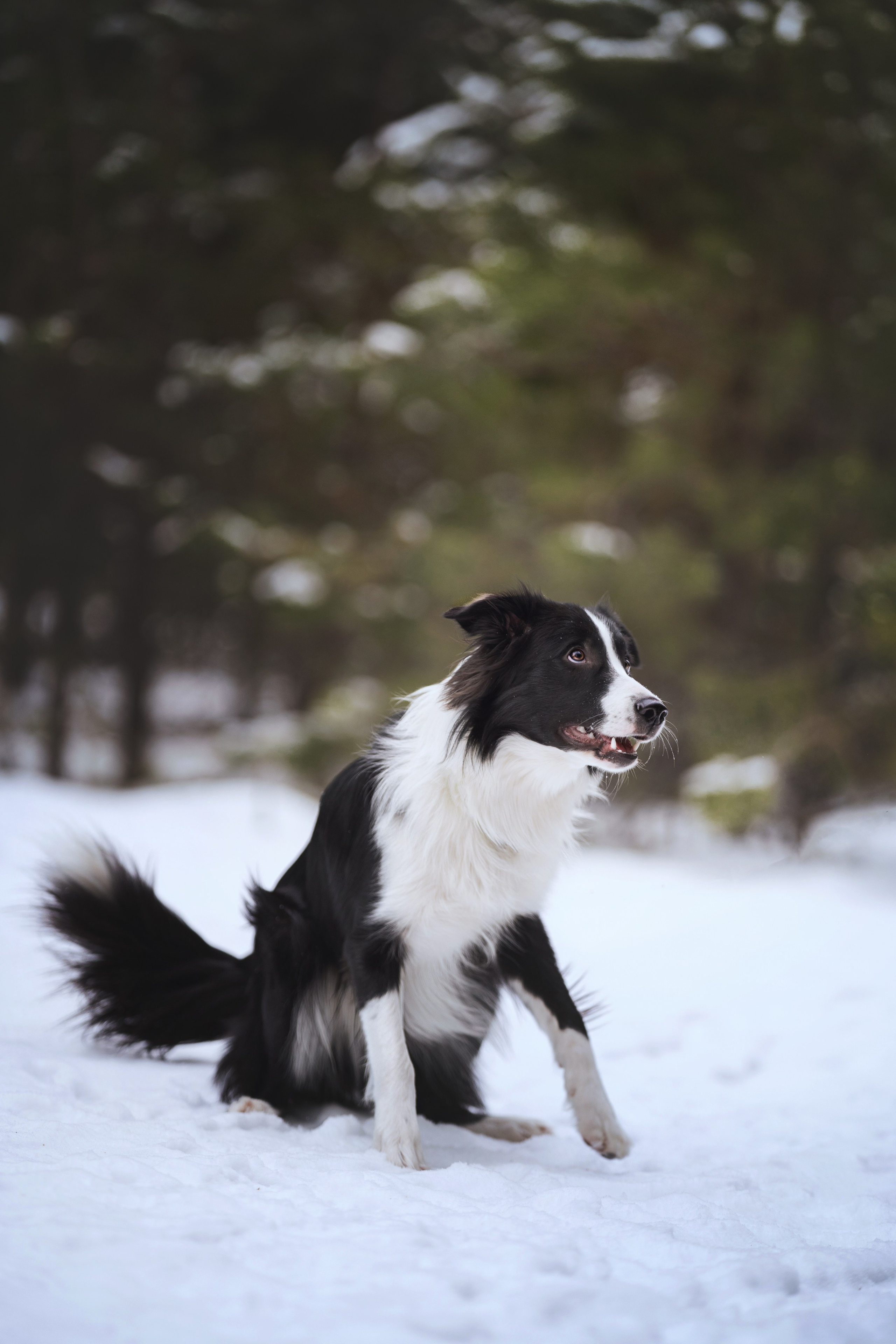 Близзард. Kameramotor74