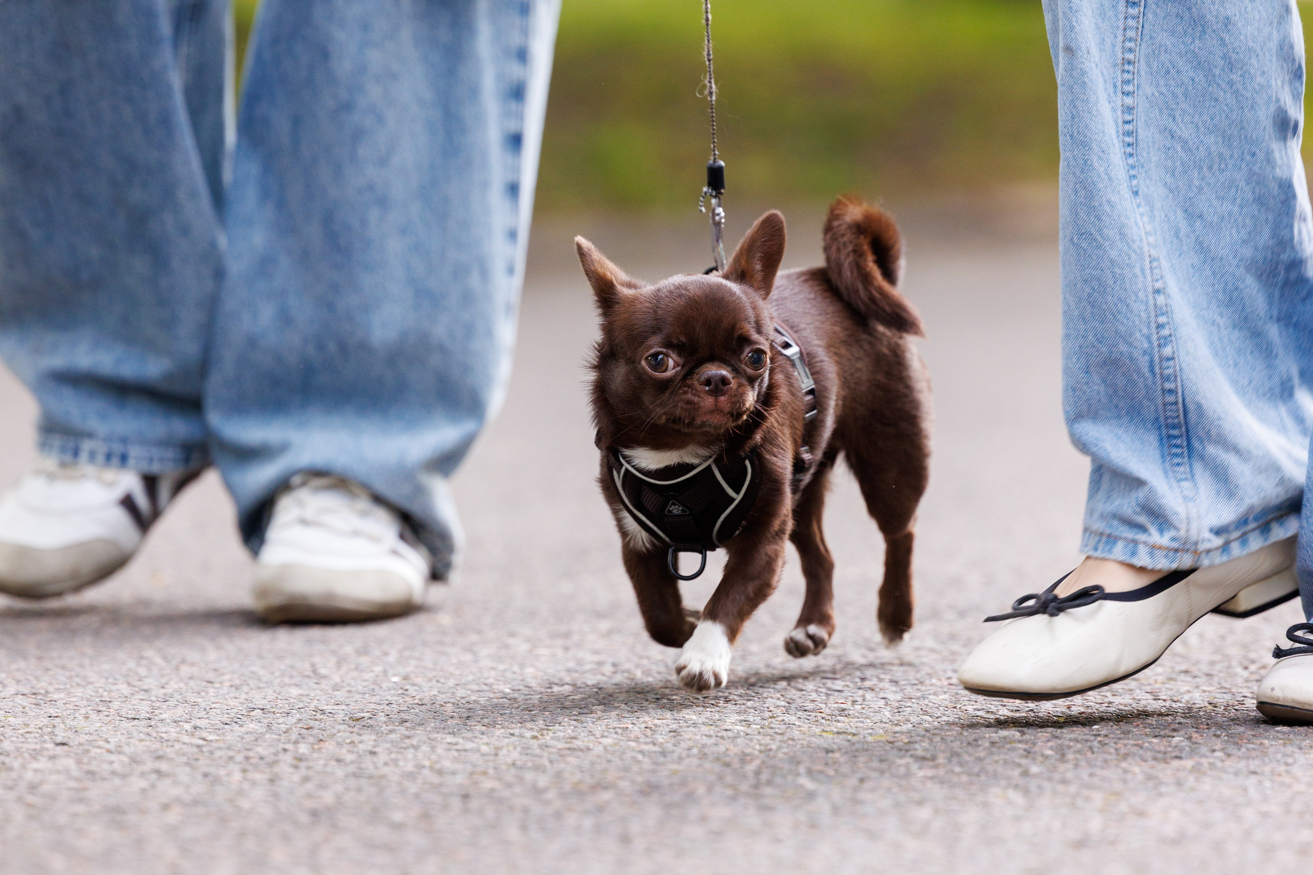 PetShopDays2026. Фотограф Александр Заломаев