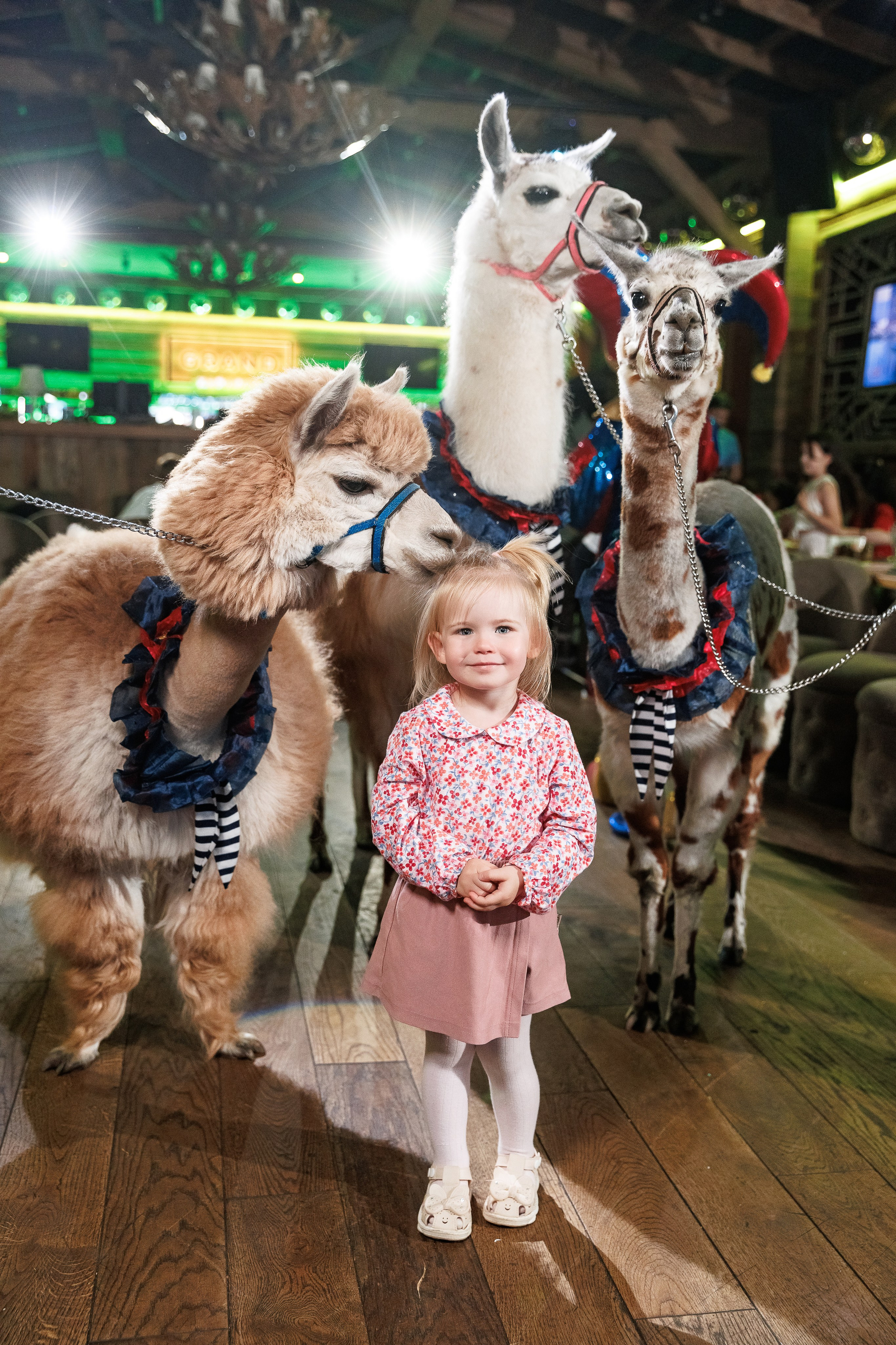 Лама и Альпака