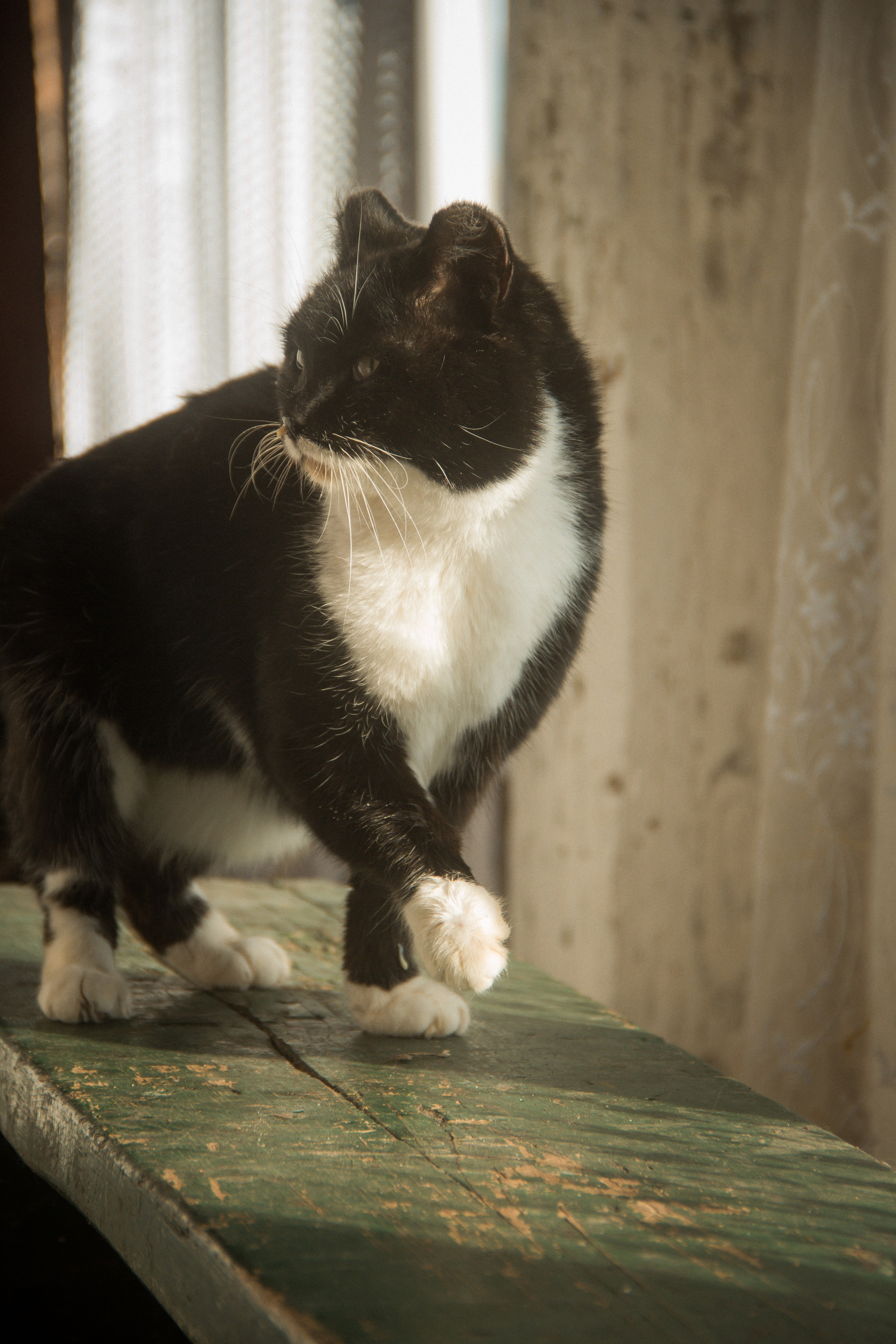 Природа/Животные