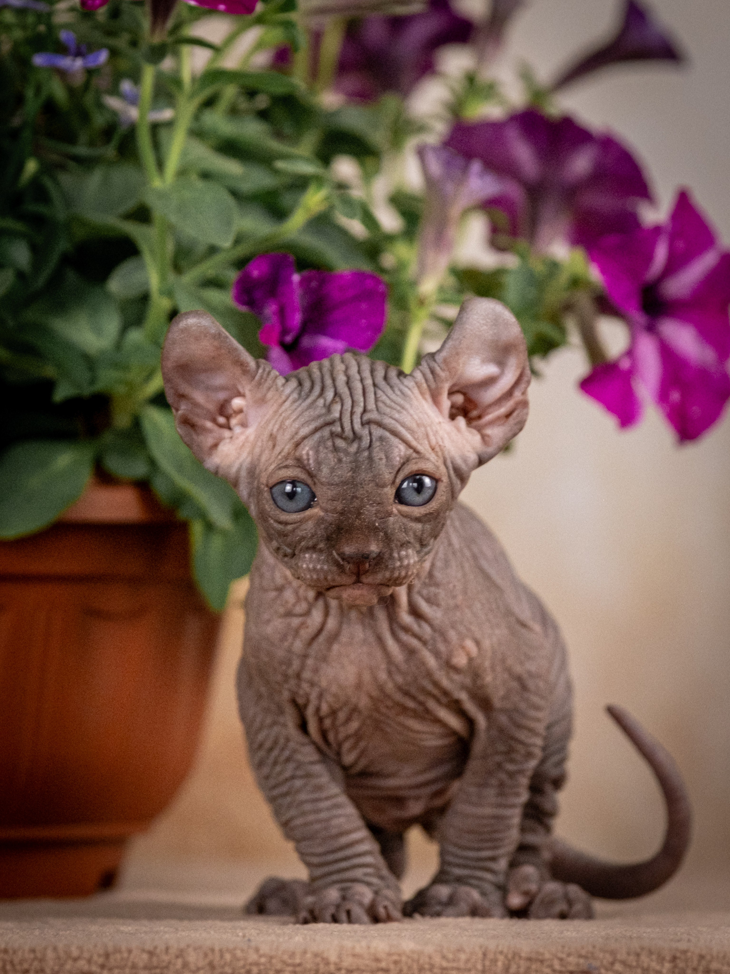 Сфинксы и эльфы для Никиты!. Зоофотограф, фотограф животных в Москве и области Дина Дамоцева