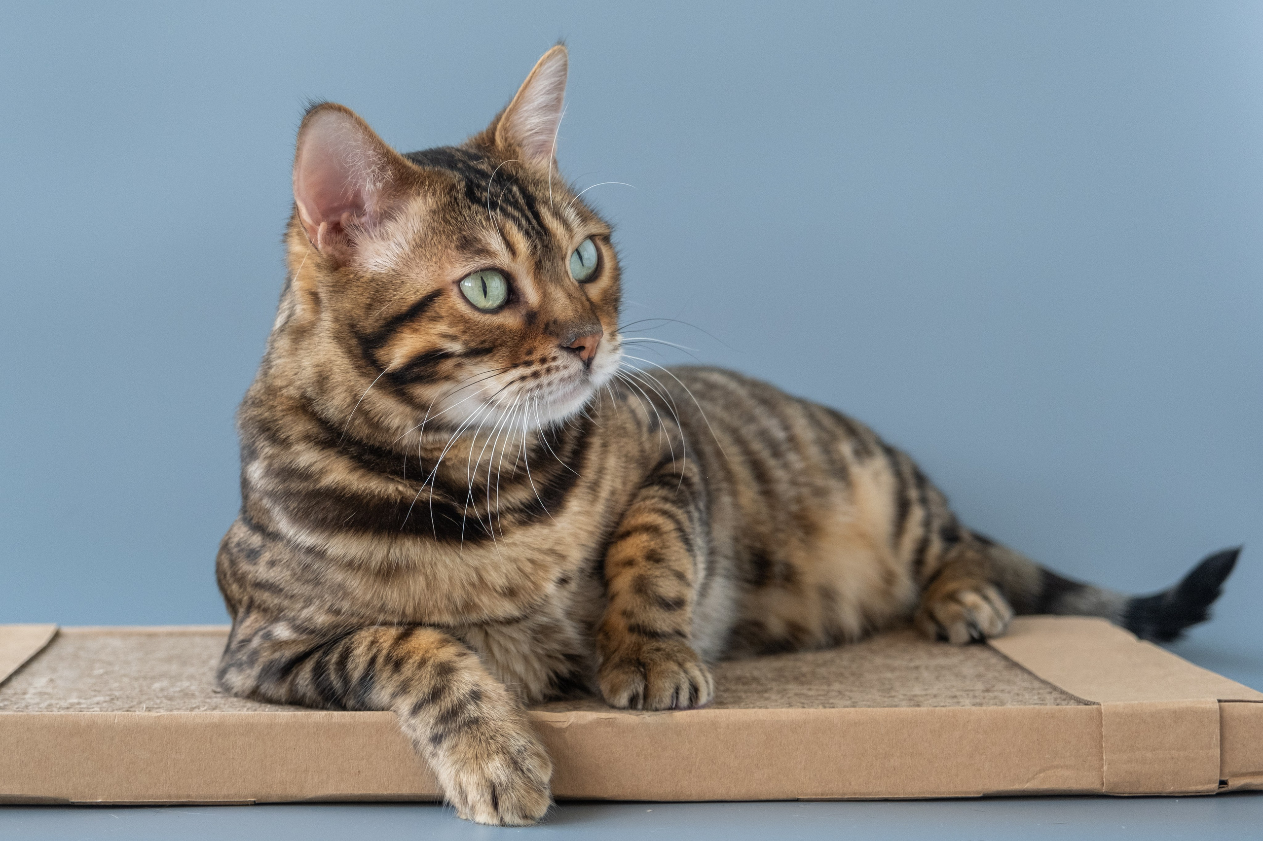 Когтеточки из картона. Зоофотограф, фотограф животных в Москве и области Дина Дамоцева