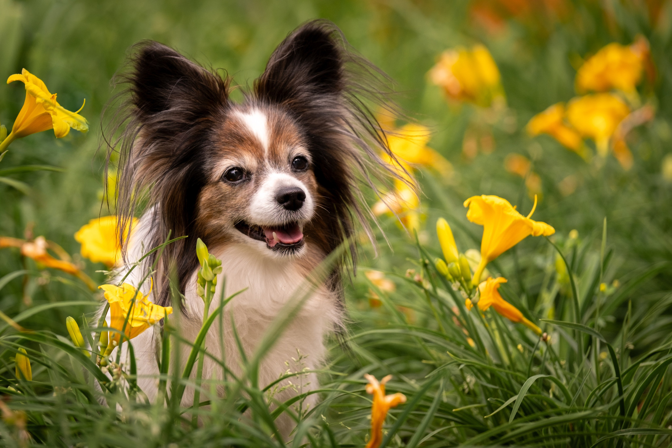 Элегантная папильон для Натальи!. Зоофотограф, фотограф животных в Москве и области Дина Дамоцева