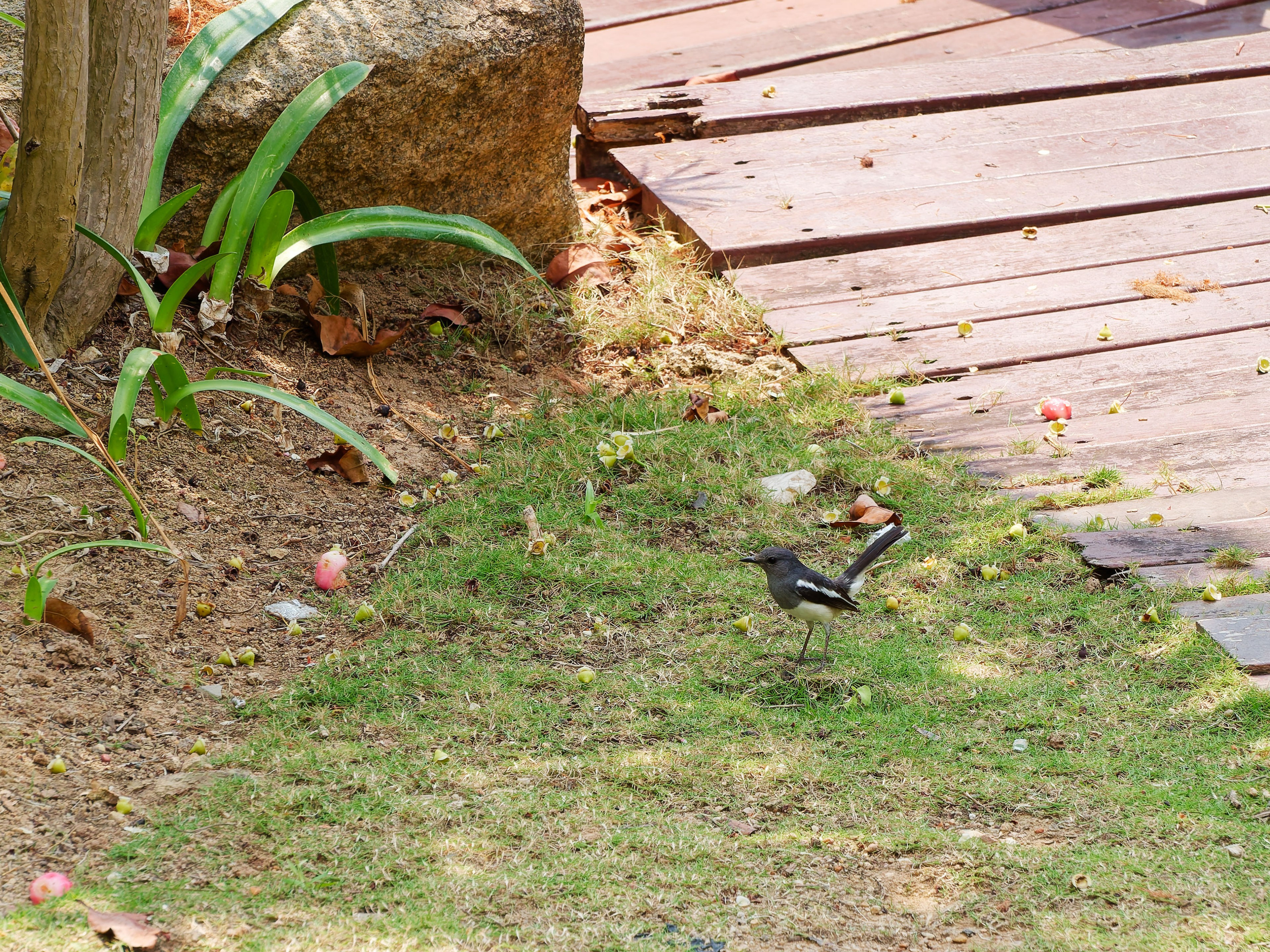 Хайнань 2026, птицы острова. Фотопрогулки по Миру