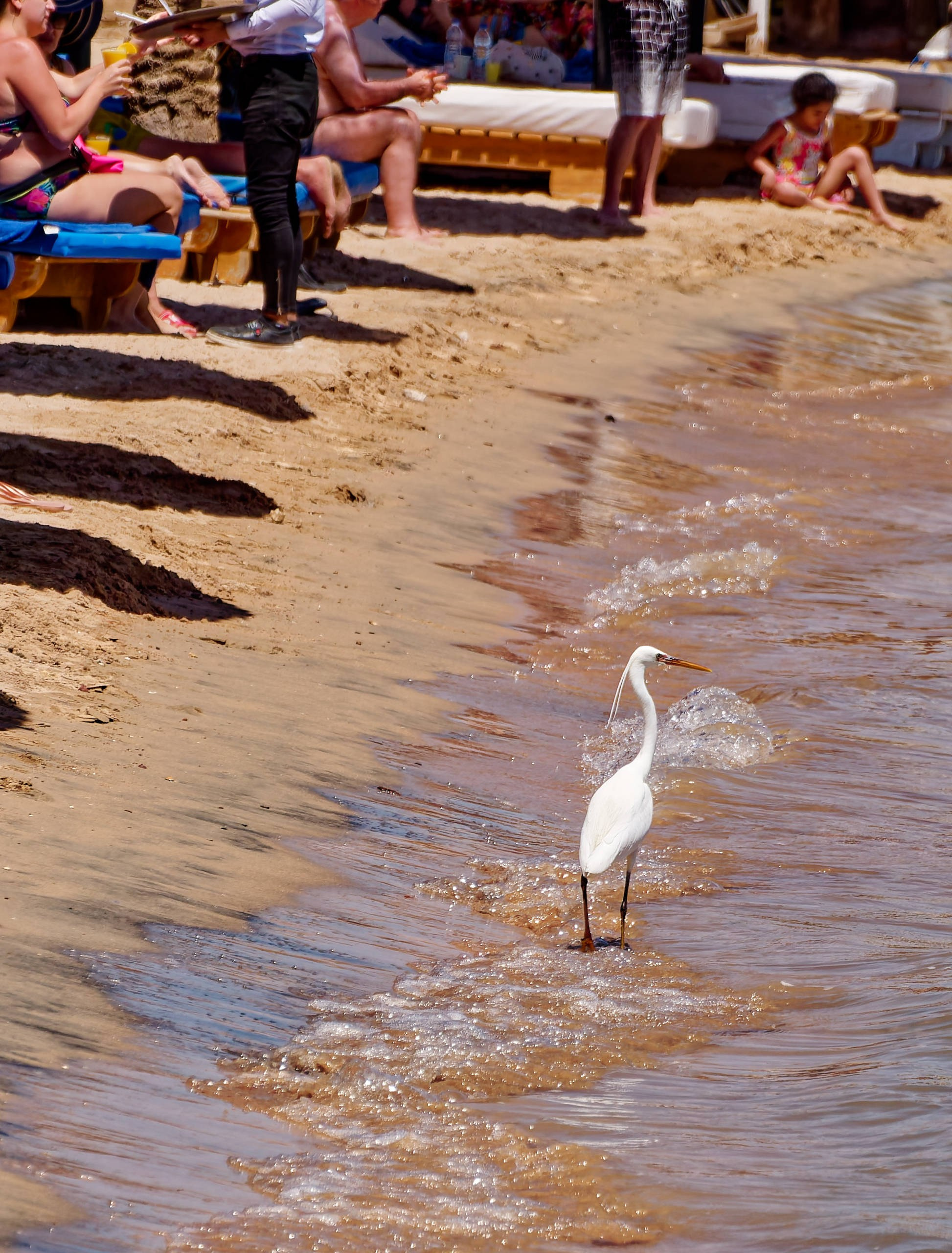 Шарм-эль-Шейх 2022 (1). Избранные фотографии