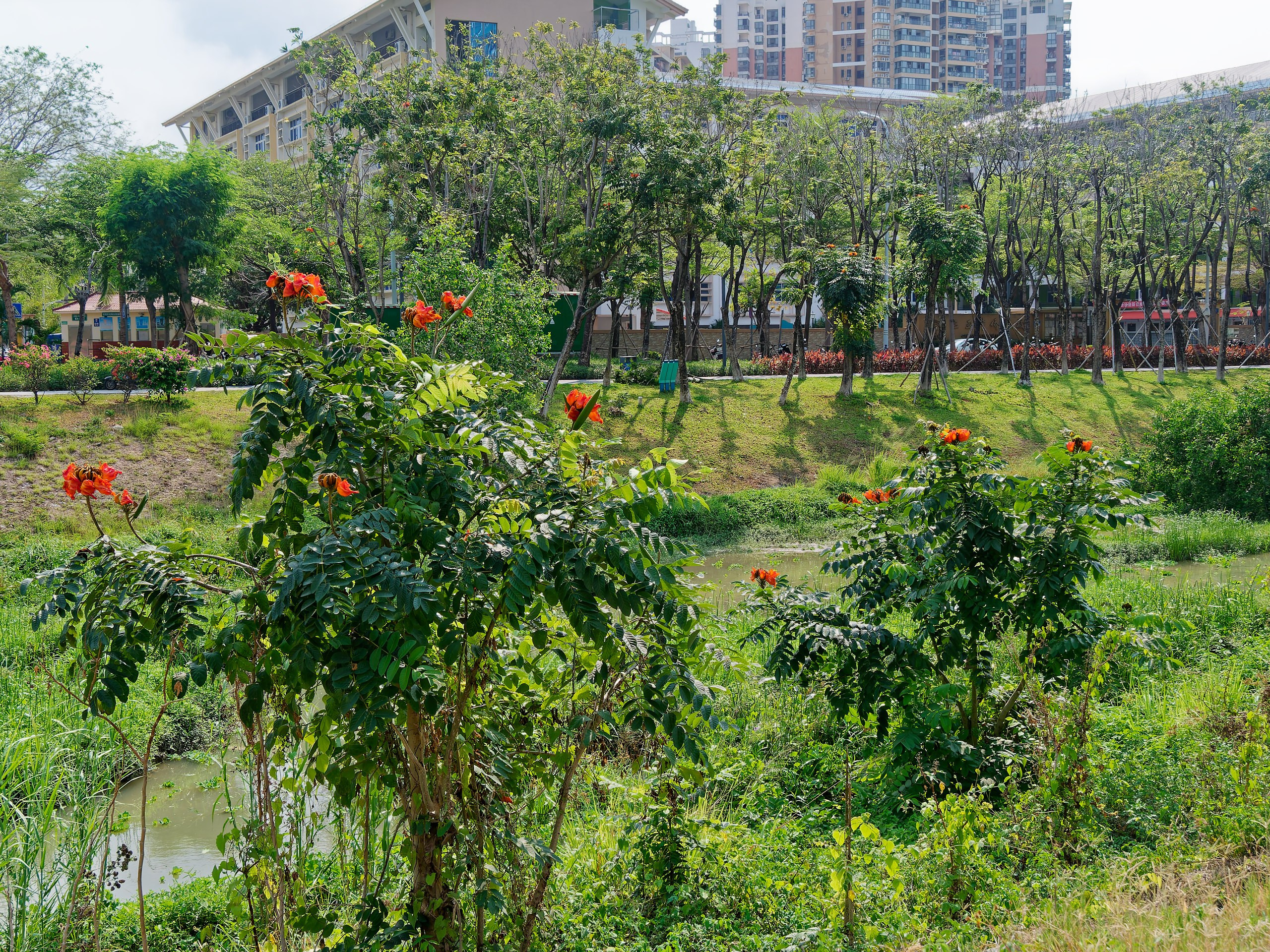 Хайнань 2026, флора, цветы и деревья. Фотопрогулки по Миру