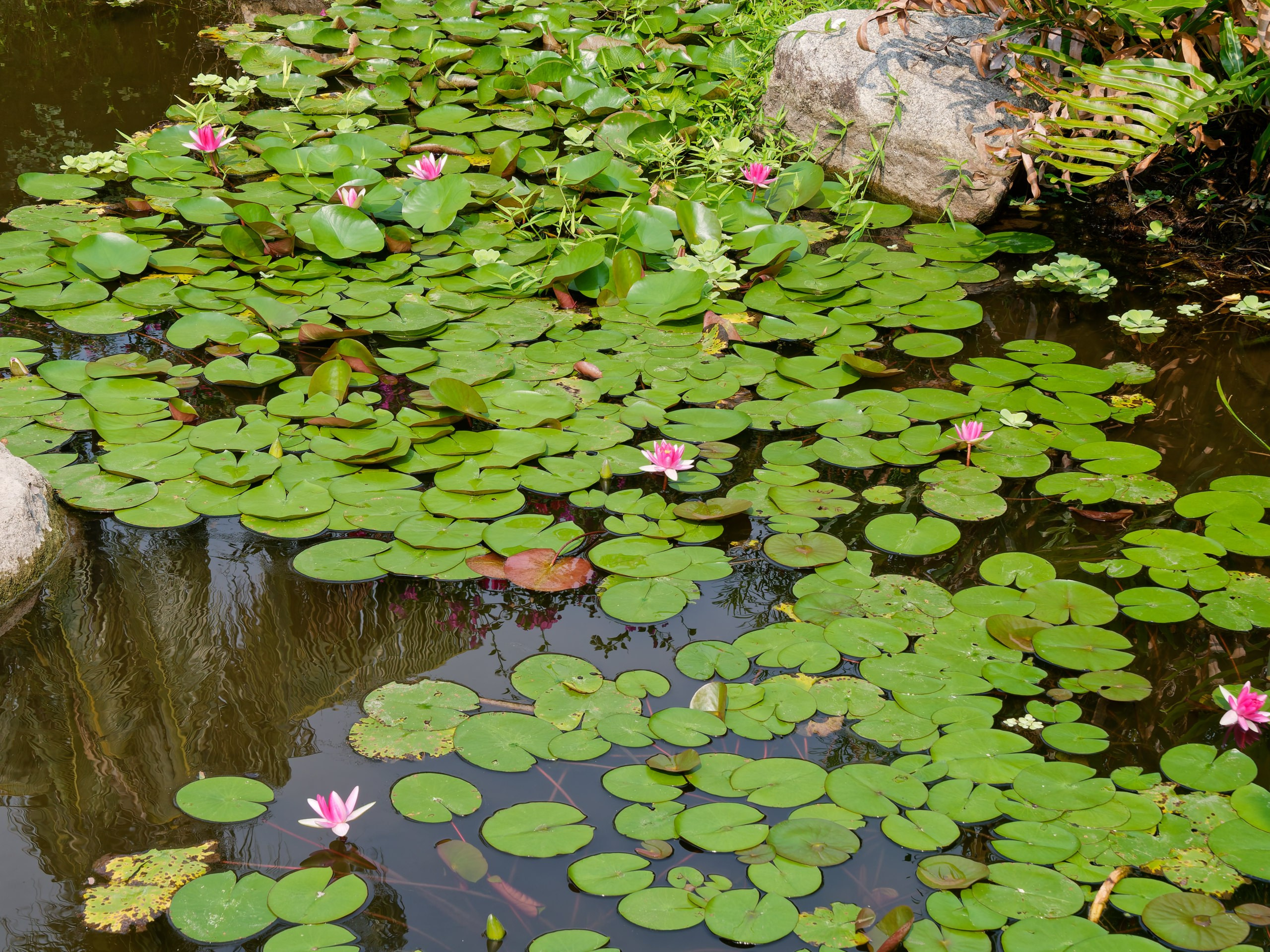 Хайнань 2026, флора, цветы и деревья. Фотопрогулки по Миру