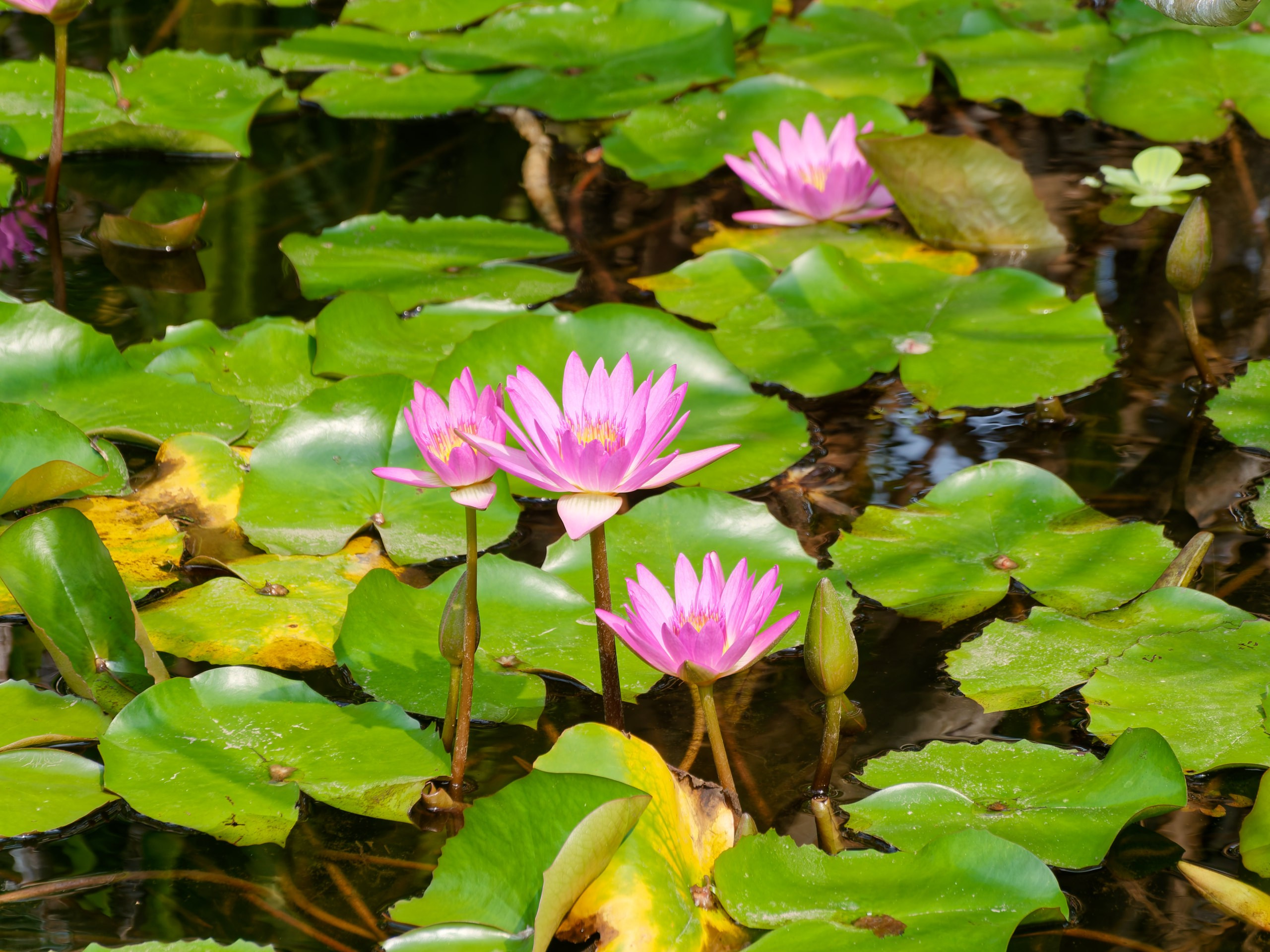 Хайнань 2026, флора, цветы и деревья. Фотопрогулки по Миру