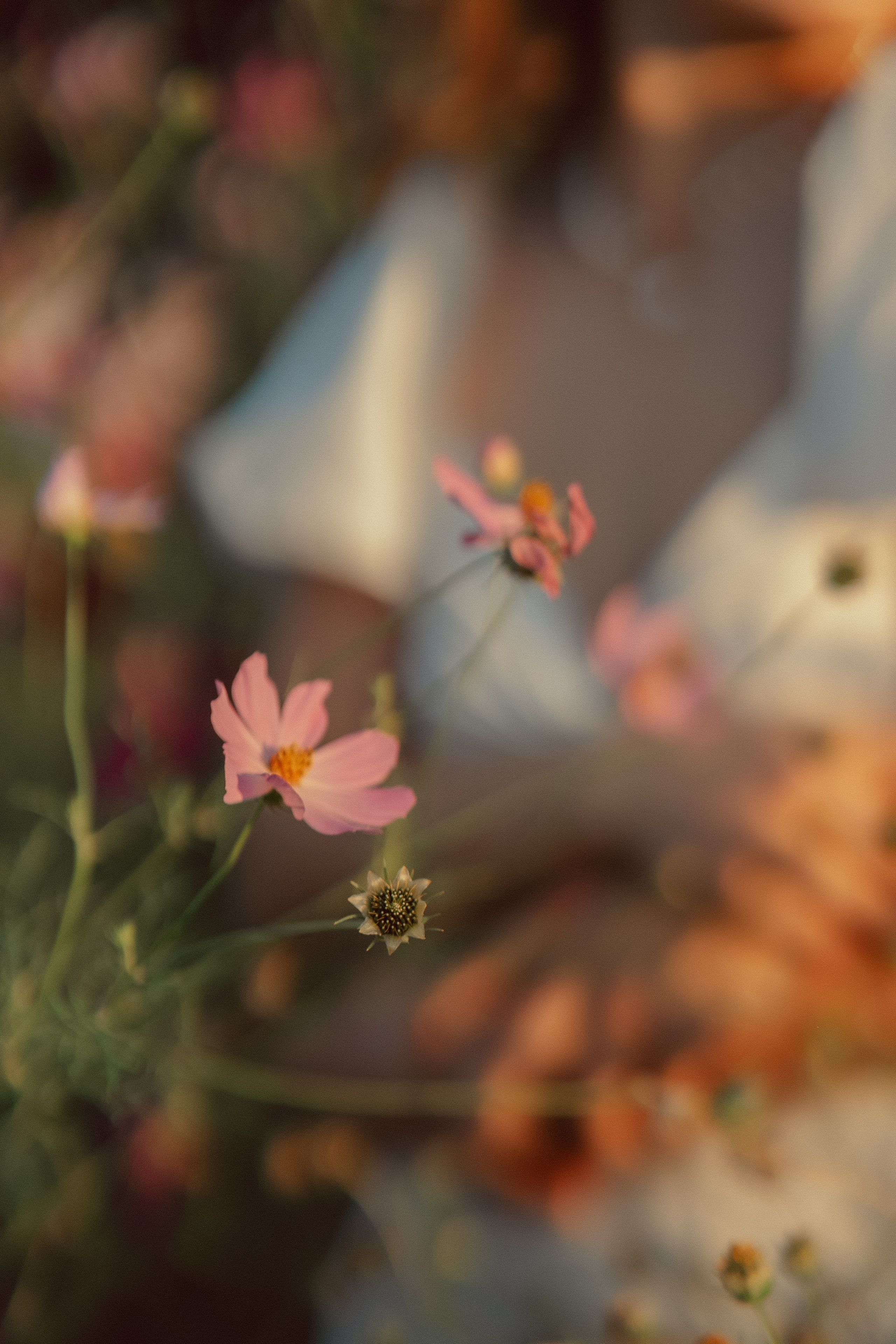 Цветочки. Фотограф Мария Зайчик