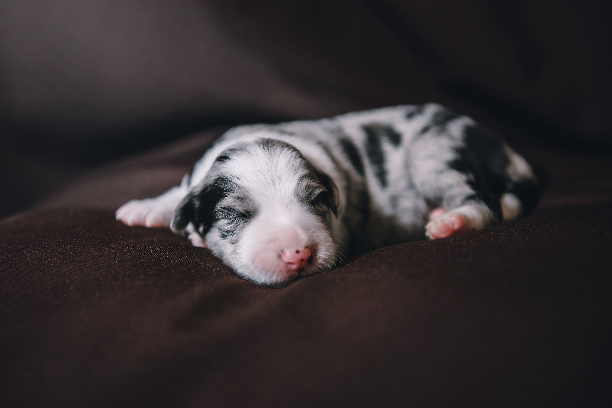 Щенки. Фотограф Анна Тюрина