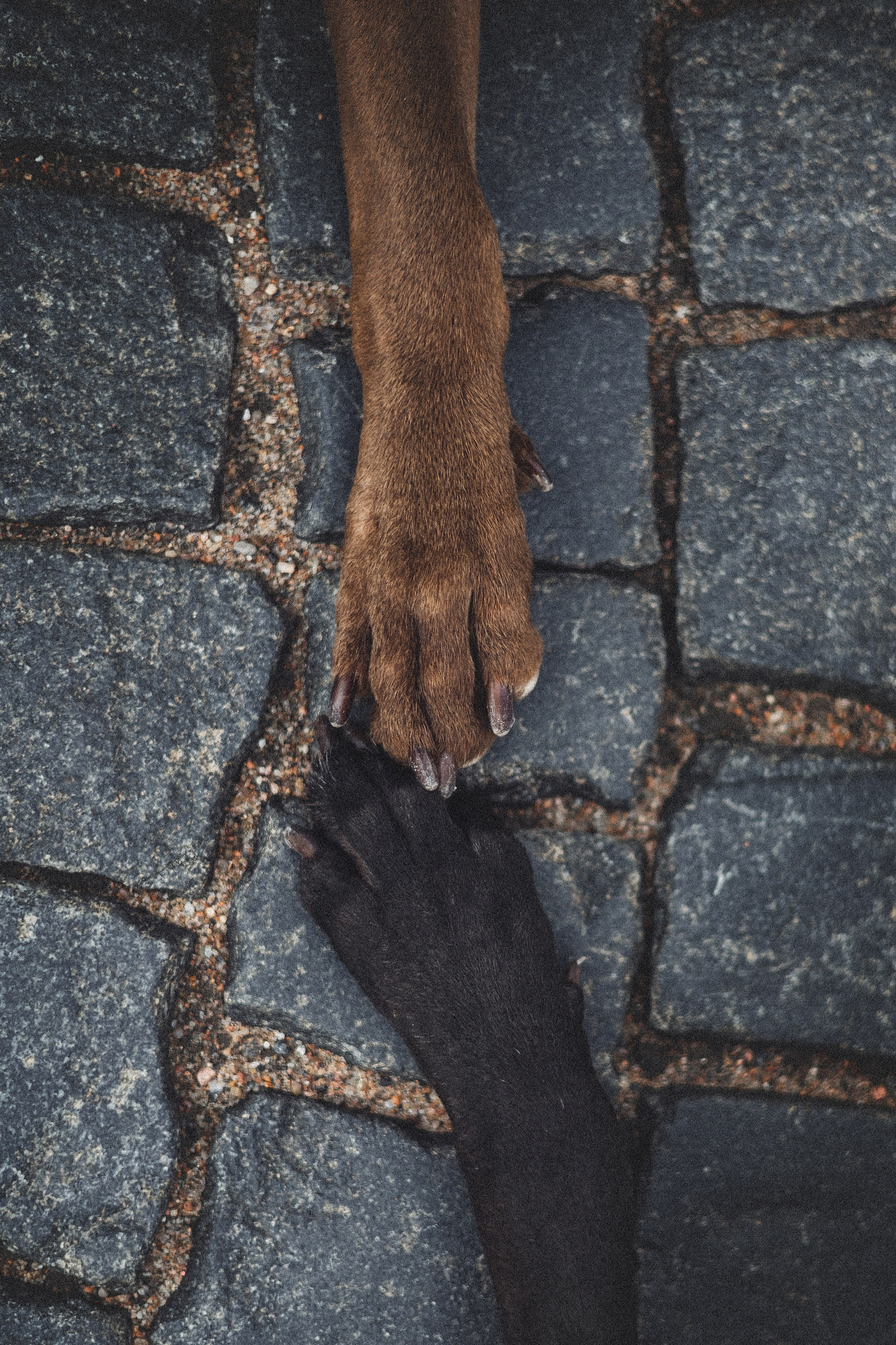 Фотопрогулки. Фотограф для людей и их питомцев Вика Шальнева