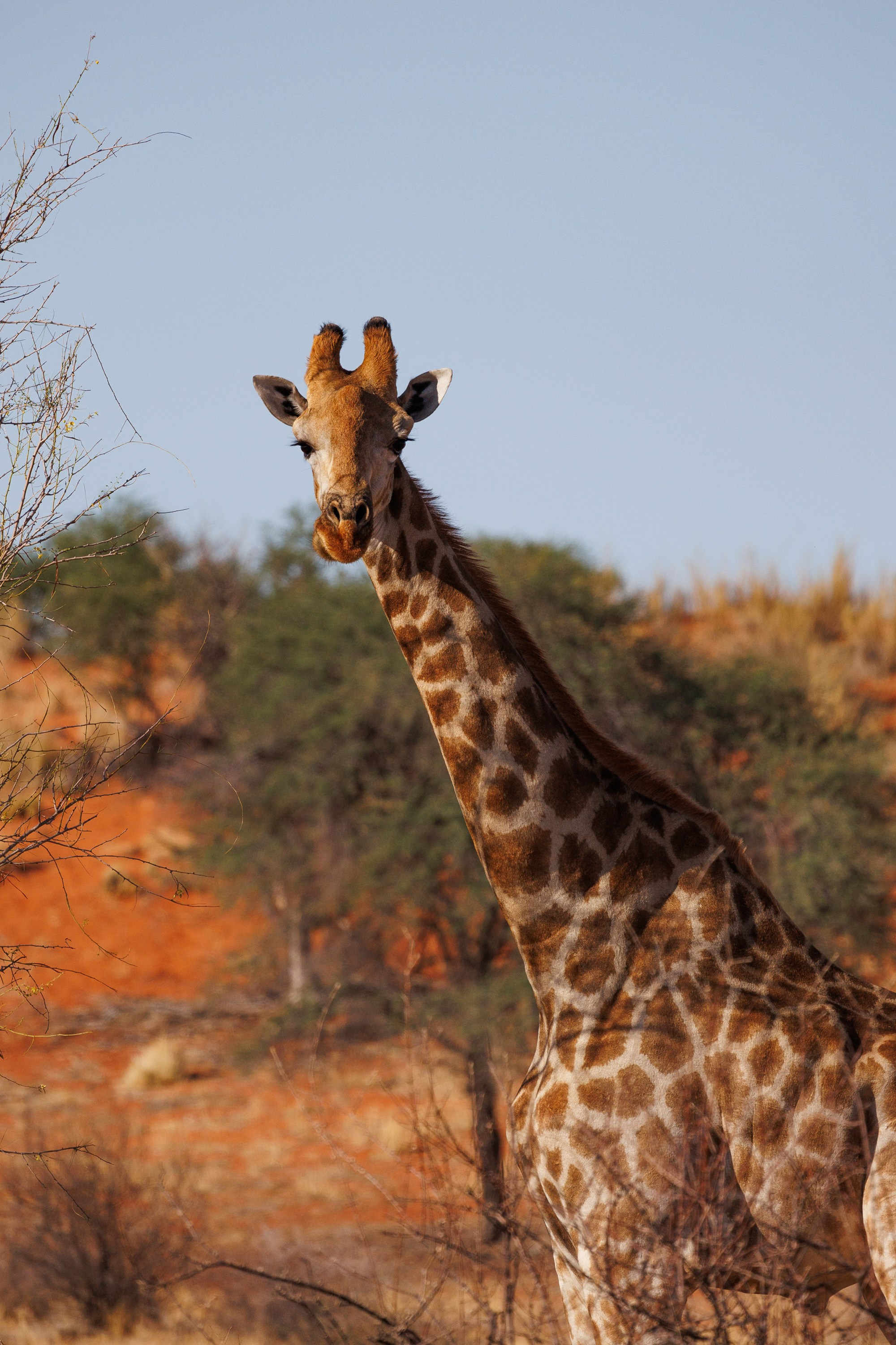 НАМИБИЯ. Роадтрип