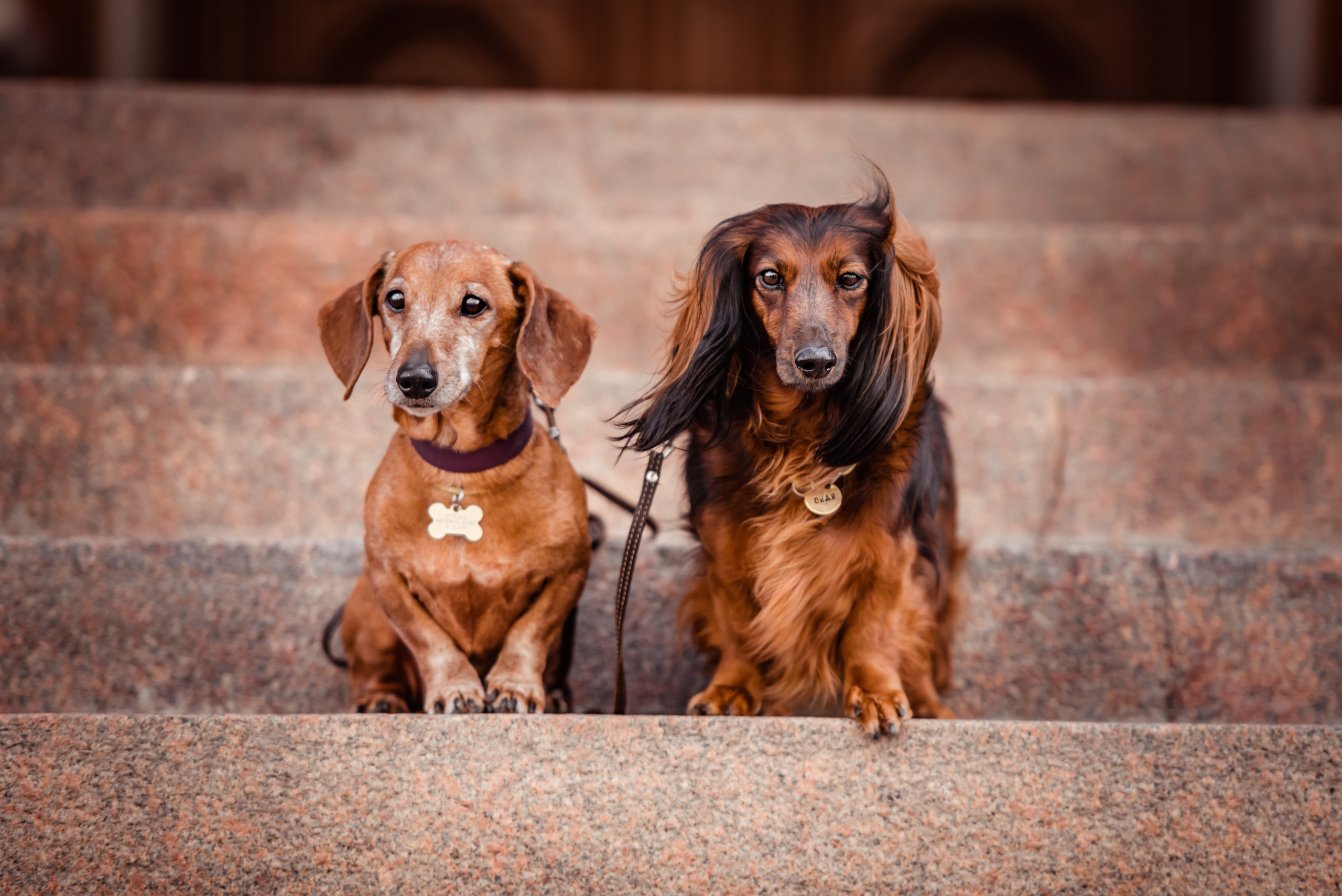 Таксы на Красной площади. Семейный Фотограф в Москве Ирина Хохлова
