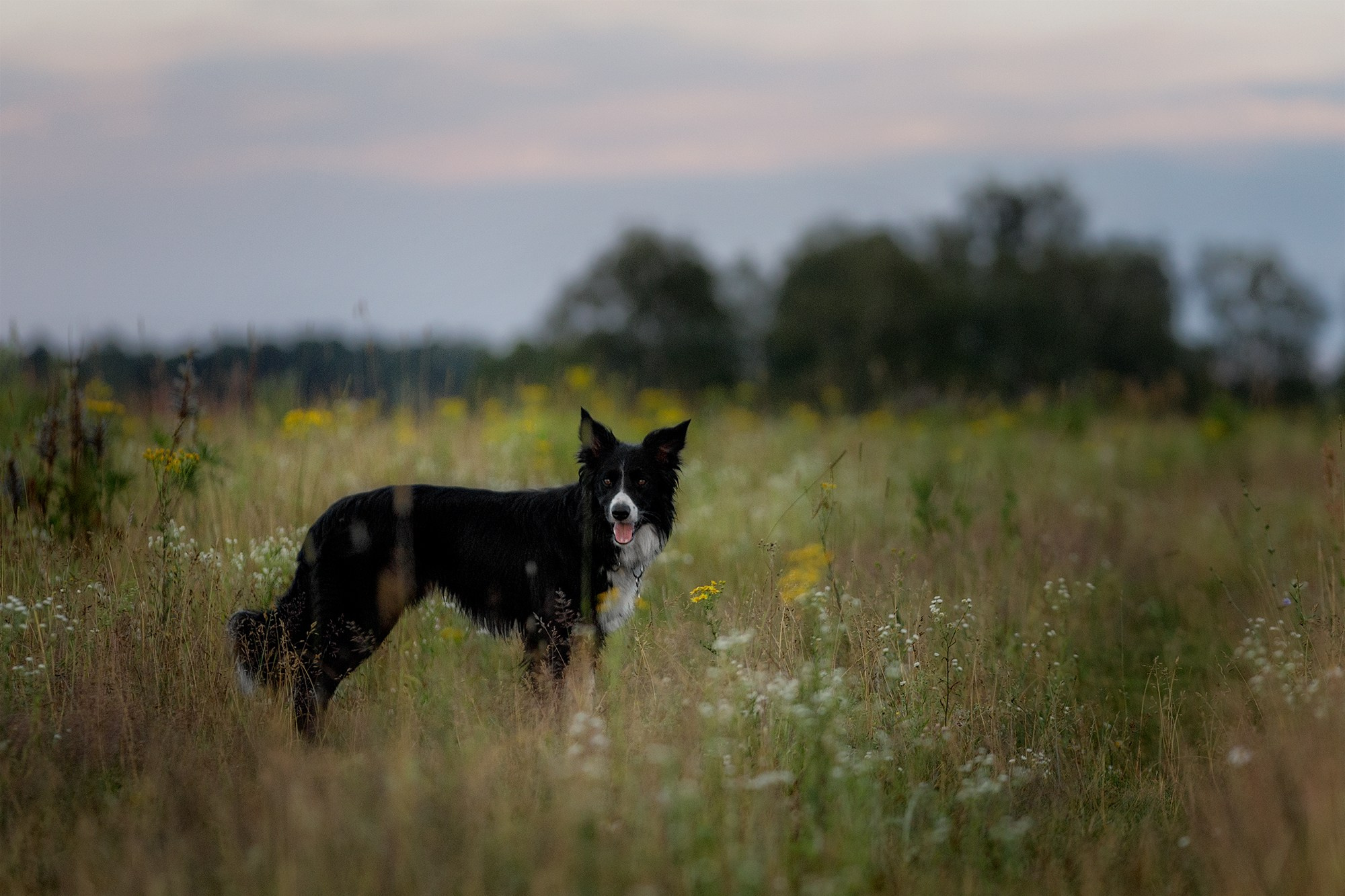 Стив и Аня. Фотопрогулка в Горыныче. Фотограф-анималист в Калуге Мария Шерскова