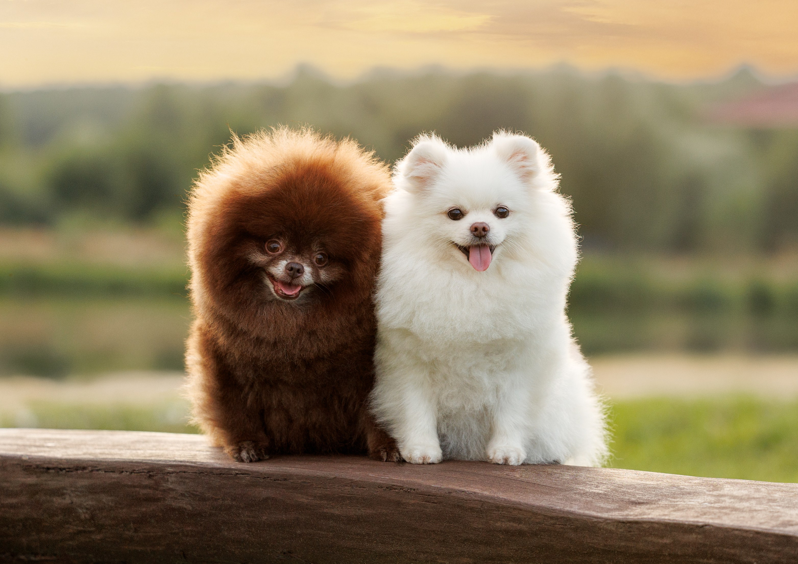 Портфолио: Фотосъёмка собак в Москве и области — авторские образы. Фотограф-анималист и бренд-фотограф в Москве | Фотография собак, людей, бизнес-портрет