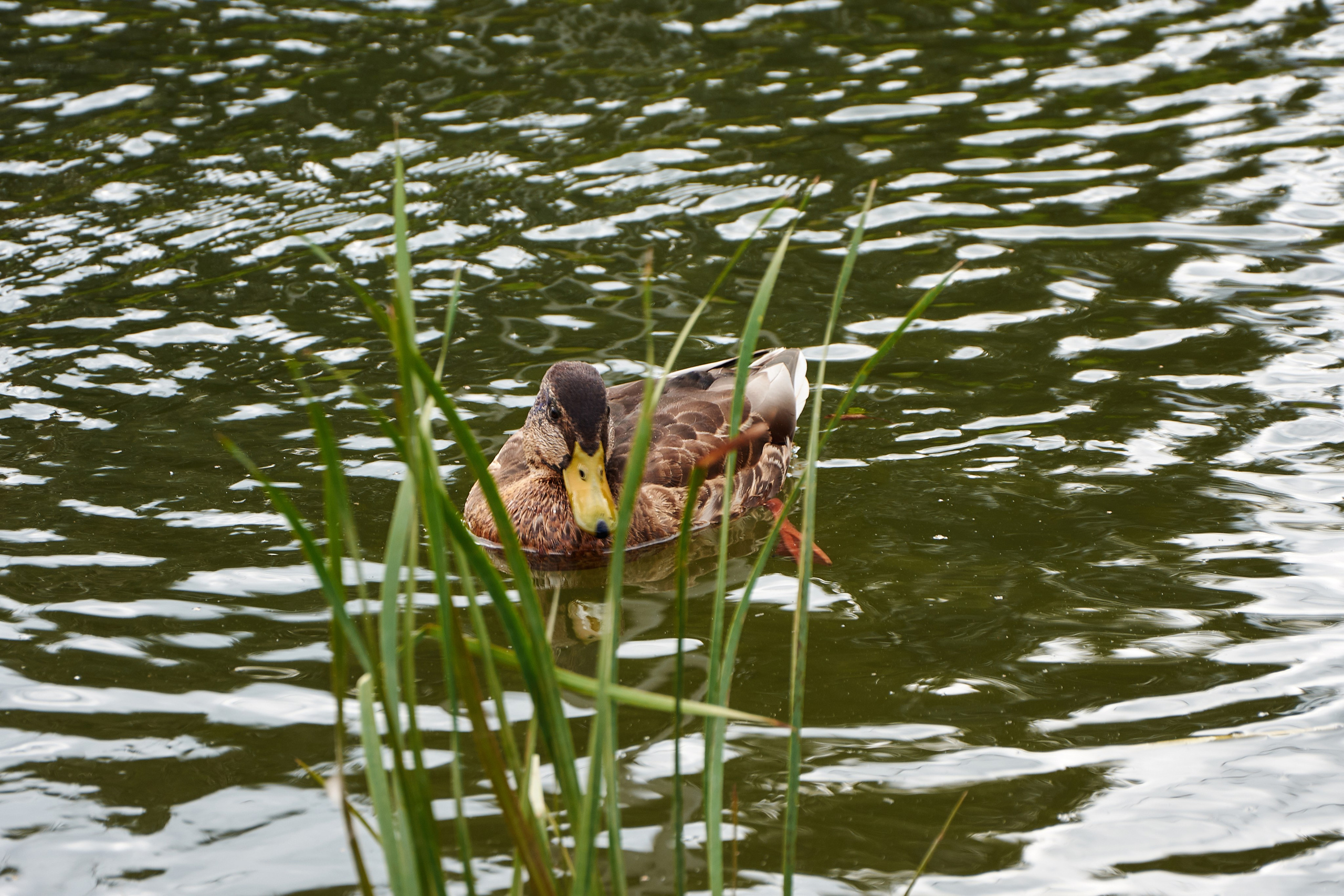 Нерехта — музей под открытым небом. Ольга Чёкотова (Фотограф Кострома)