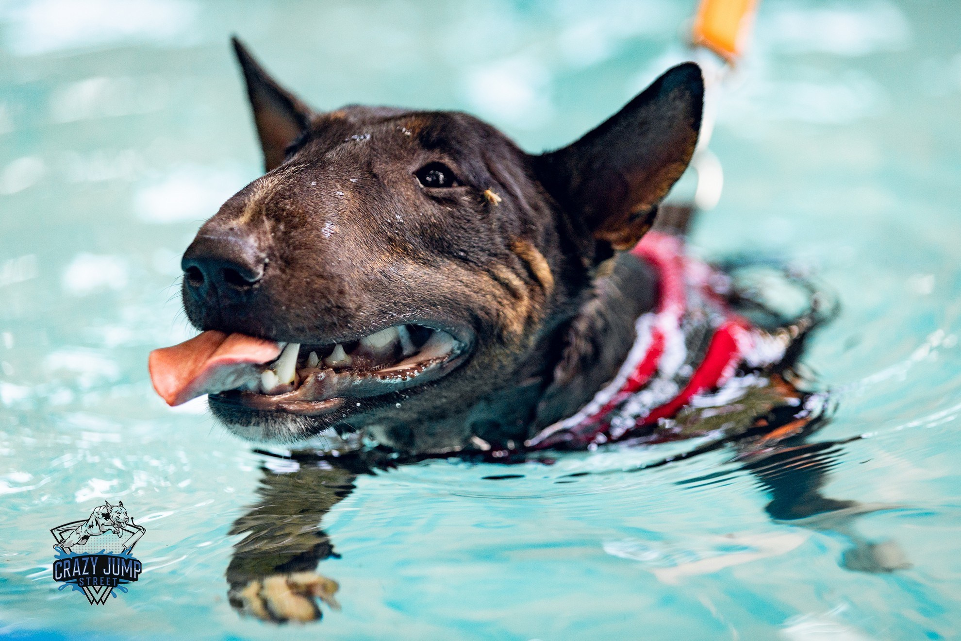 Собаки, спорт, Док дайвинг. Свадебный и репортажный фотограф в Москве и Московской области
