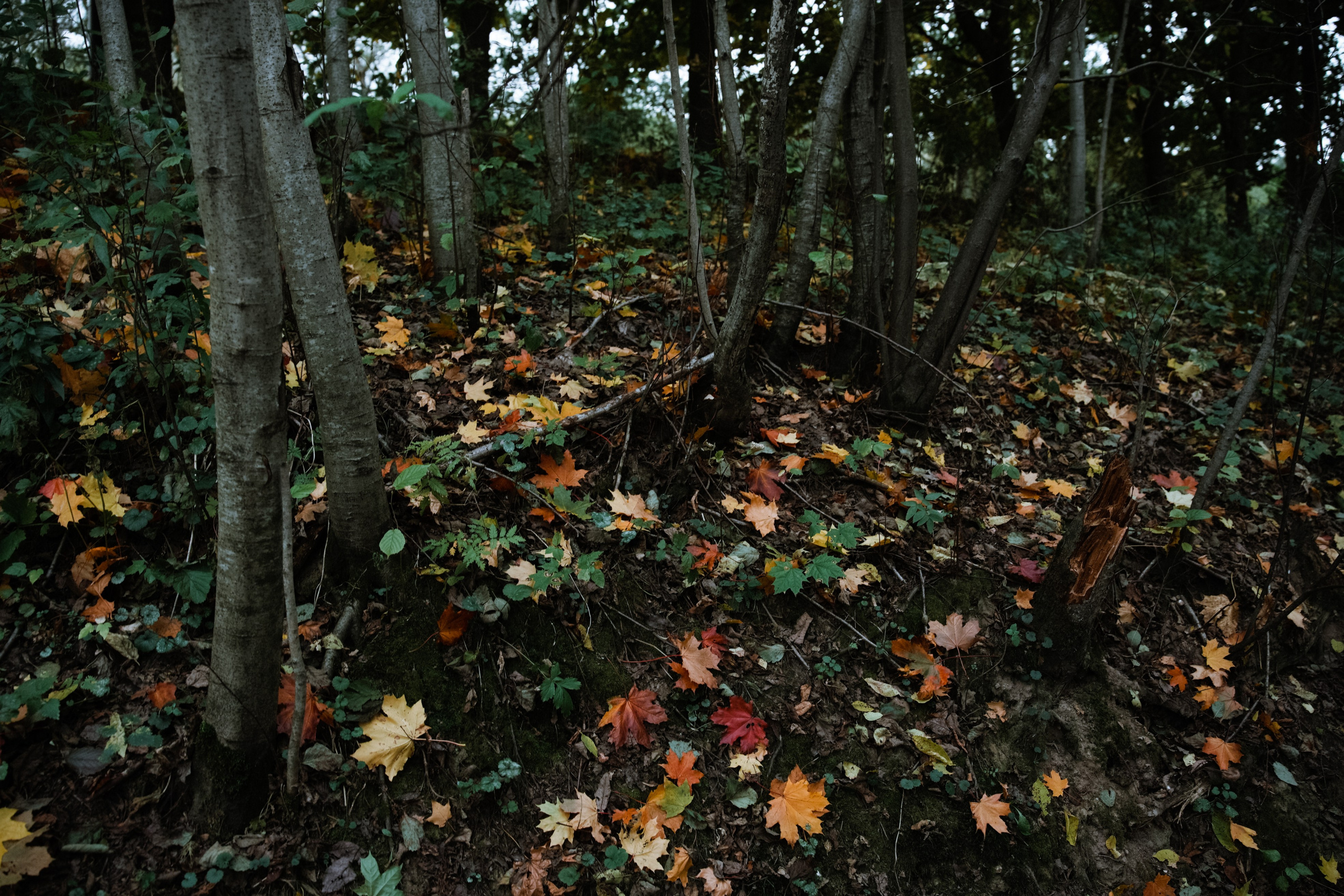 Осень 2025. Фотограф из Москвы — DASHA NOVA | Авторская фотография в разных жанрах