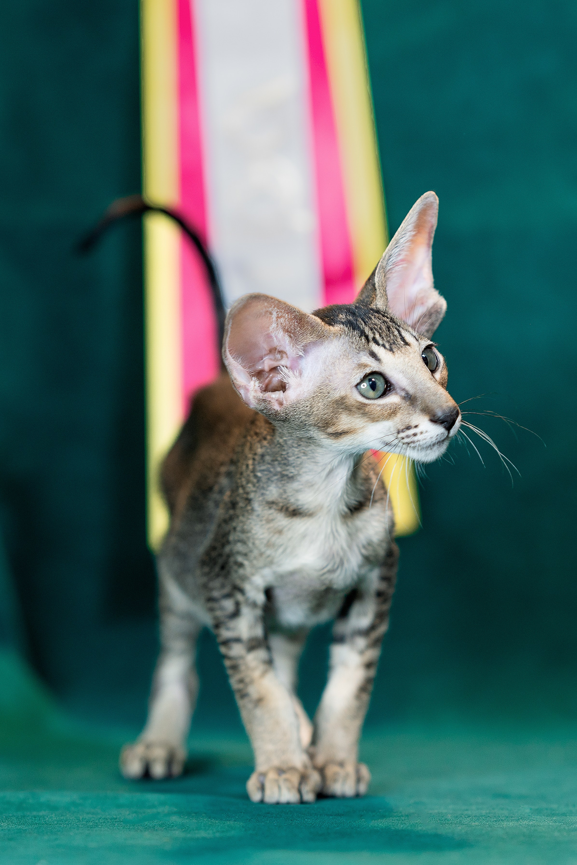 Заводчик Юлия Панова. Творческий фотограф Вологда