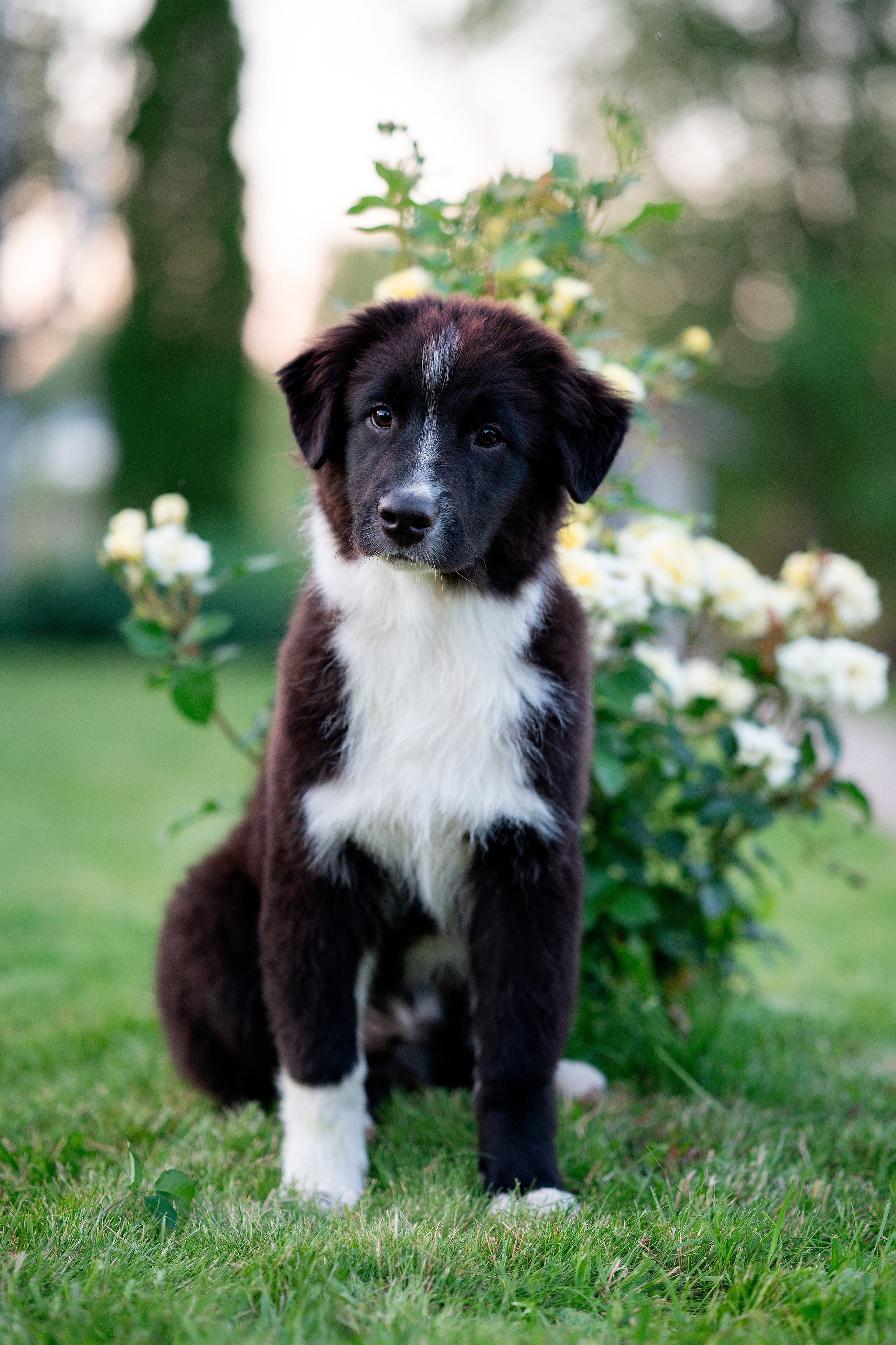 Заводчик Елизавета Степанова. Творческий фотограф Вологда