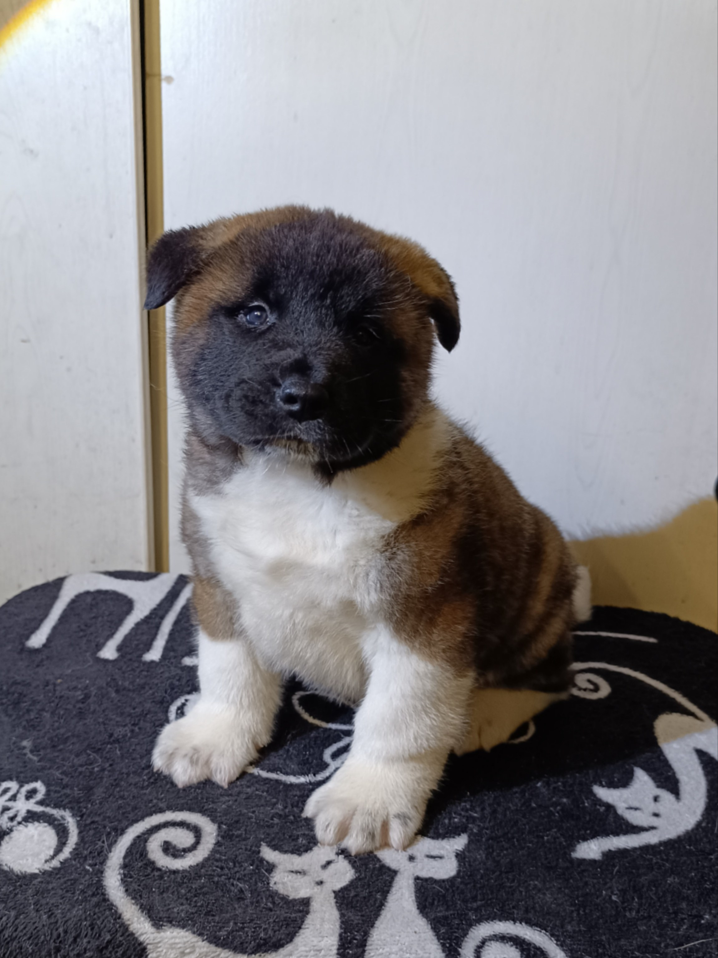 Американская акита  щенки питомник Санкт-Петербург клубные щенки Американская акита питомник RUBYLIGHT Рубилайт купить щенка американской акиты