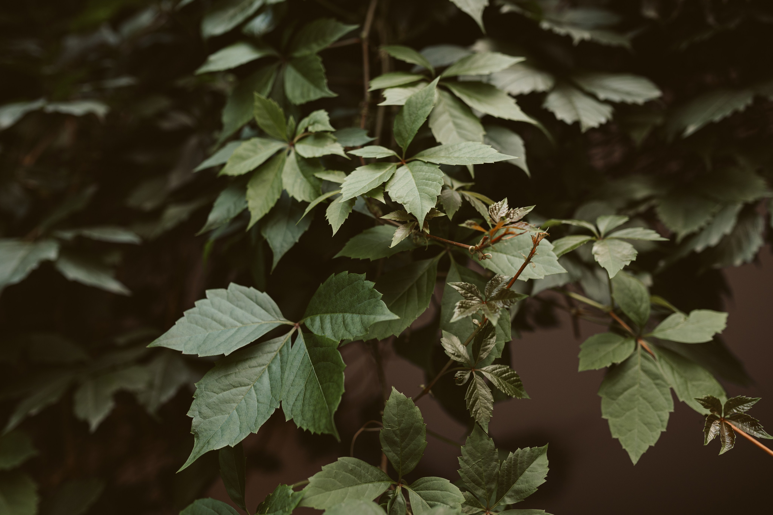 Московские дворики. Свадебный фотограф Курзина Ольга | Москва