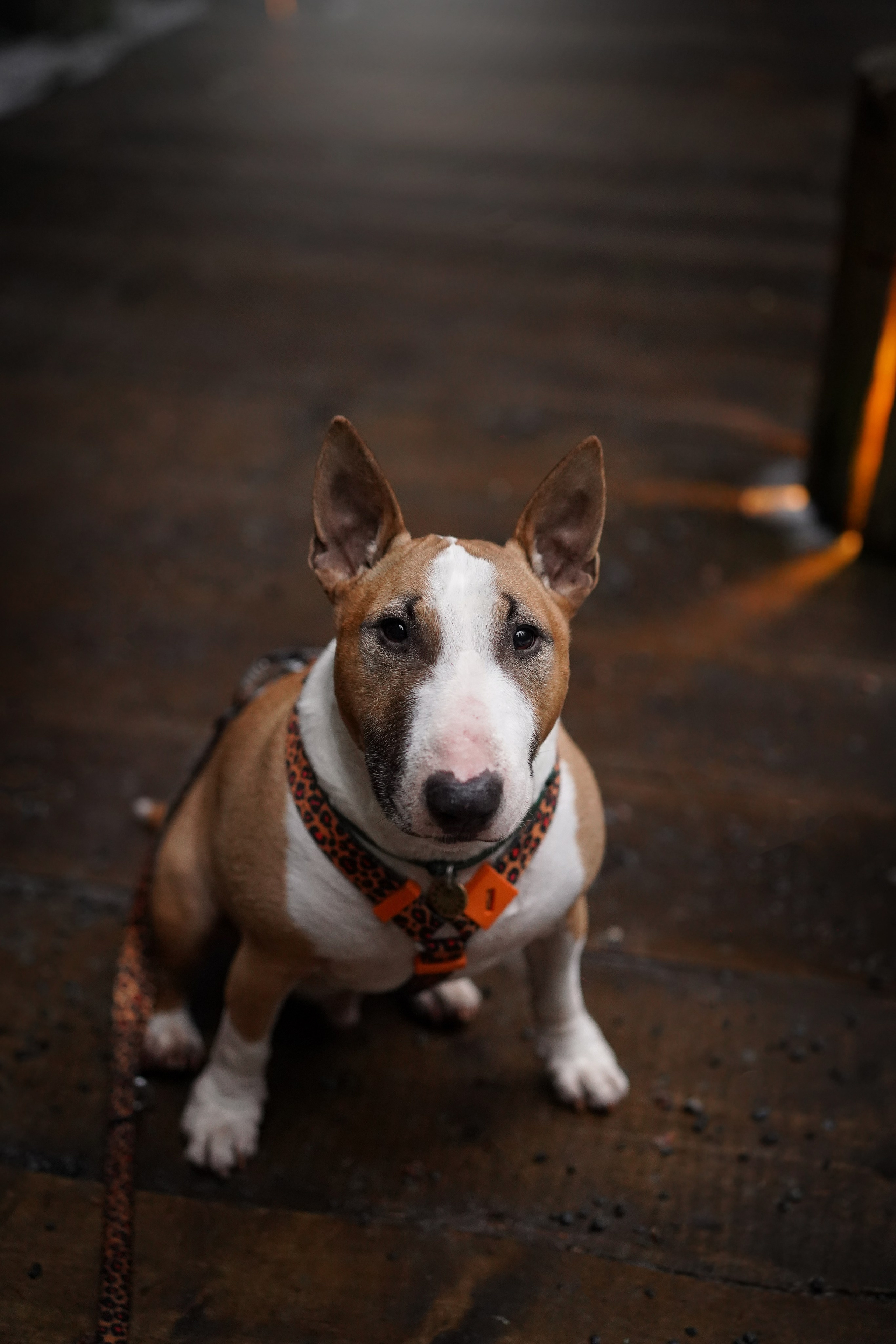 Юни на горе Паасо. Фотограф-анималист в Санкт-Петербурге Яна Мартынова