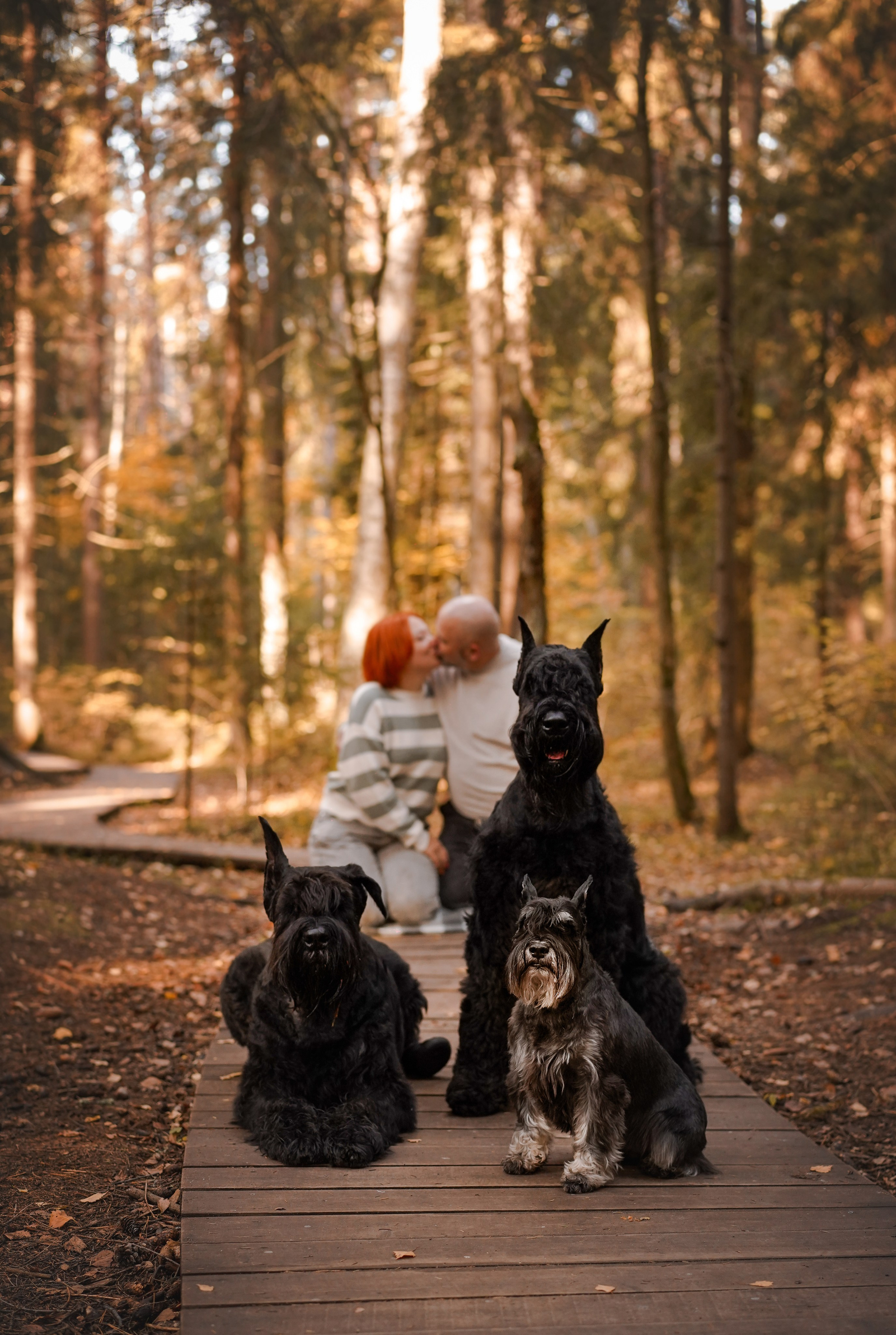 Оля Миша и шнауцеры. Фотограф-анималист в Санкт-Петербурге Яна Мартынова