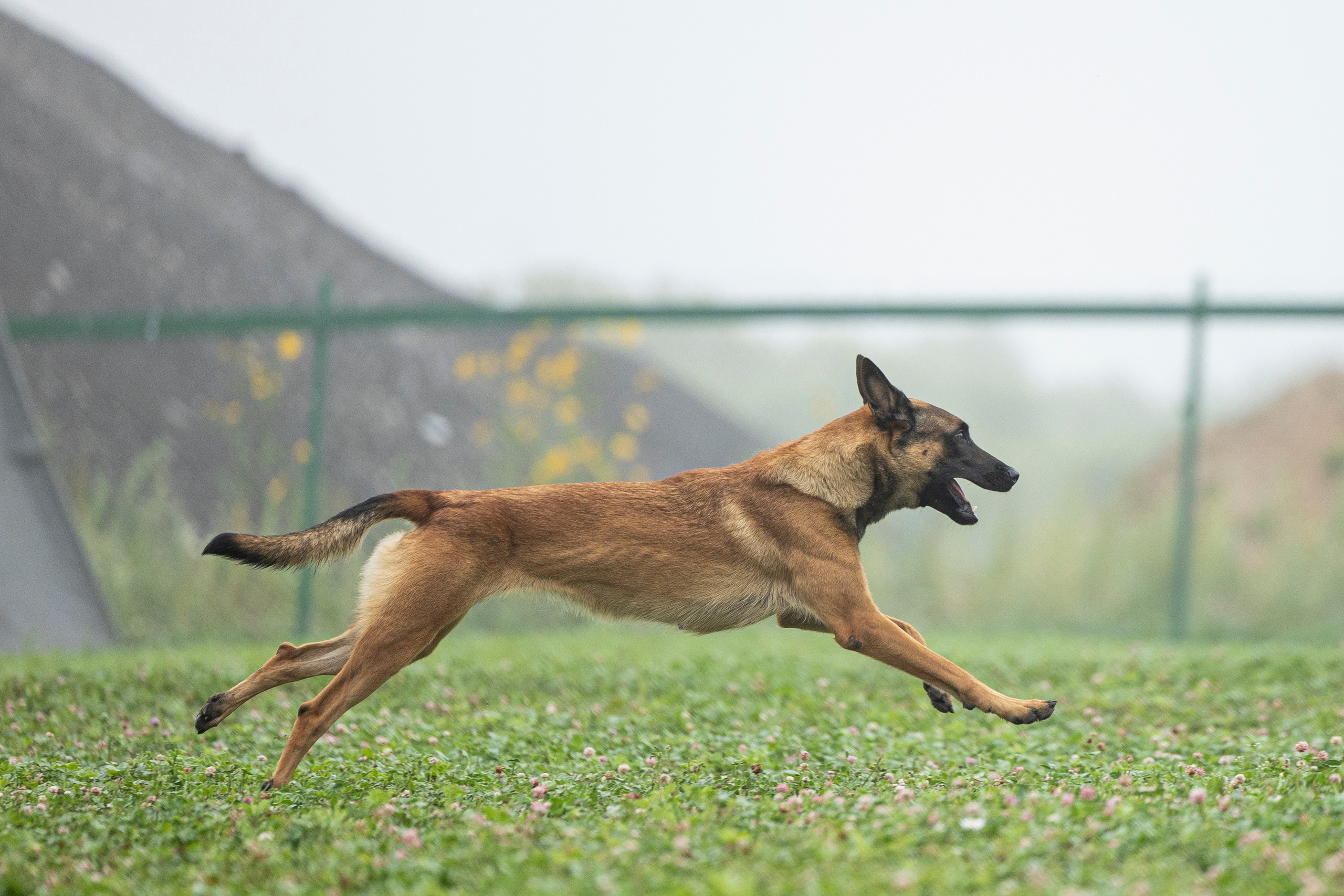 Соревнования по Мондьорингу г. Вологда 10-11.08.2024. Фотограф-анималист Анна Маринич