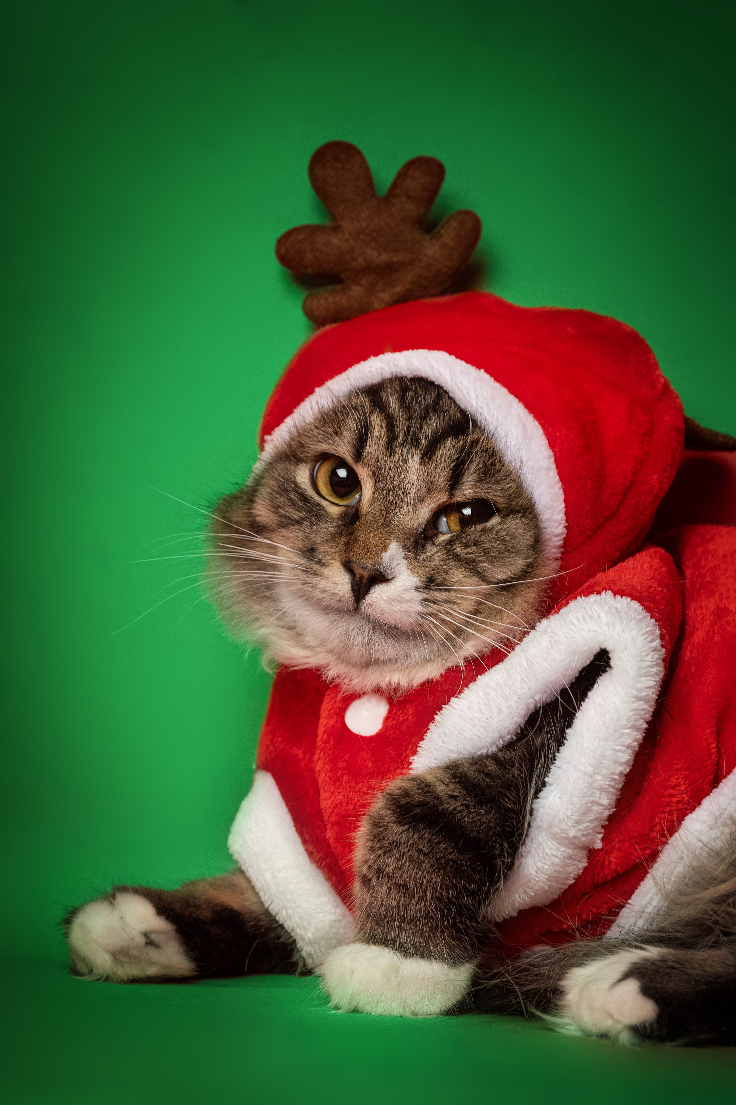 Коты. Фотограф Демид Никитин. г. Дубна, Москва