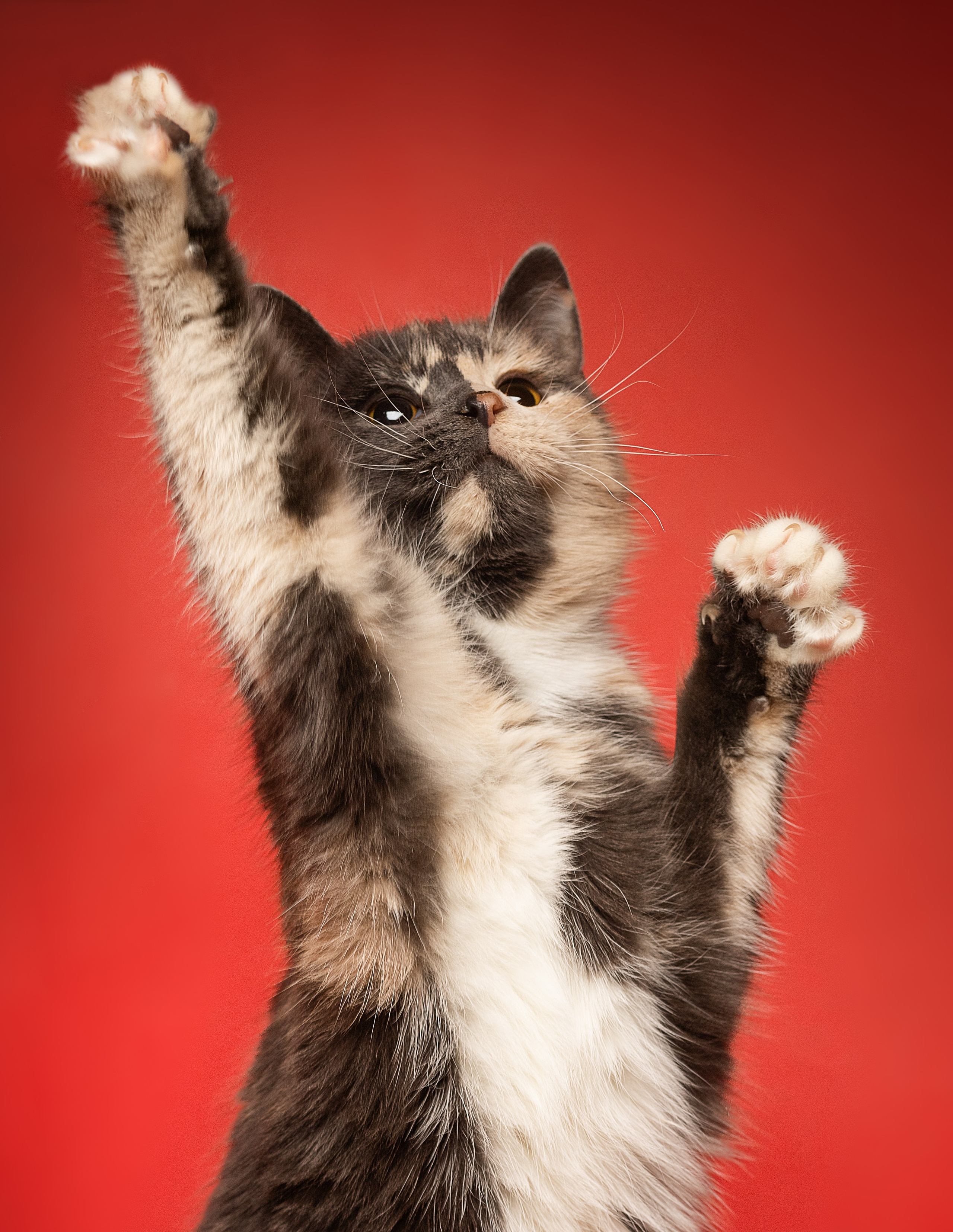 Коты. Фотограф Демид Никитин. г. Дубна, Москва