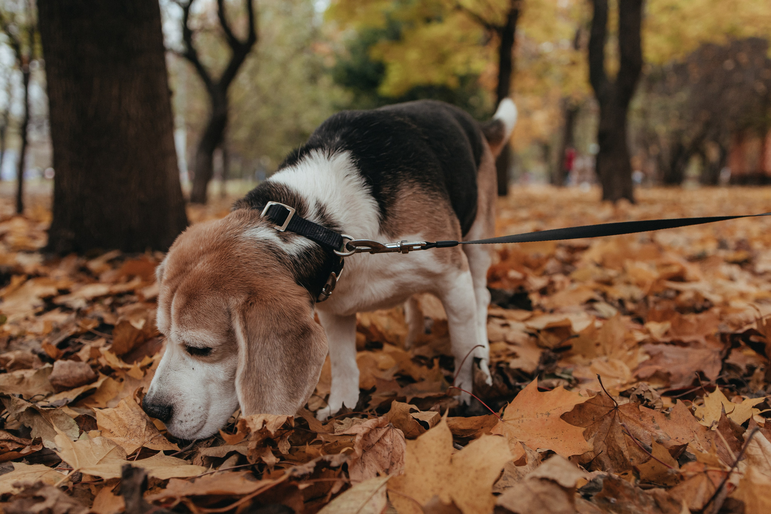 Семейная фотосессия с собакой. Семейный фотограф в Москве, Щелково, Фрязино _ Виктория Степанова