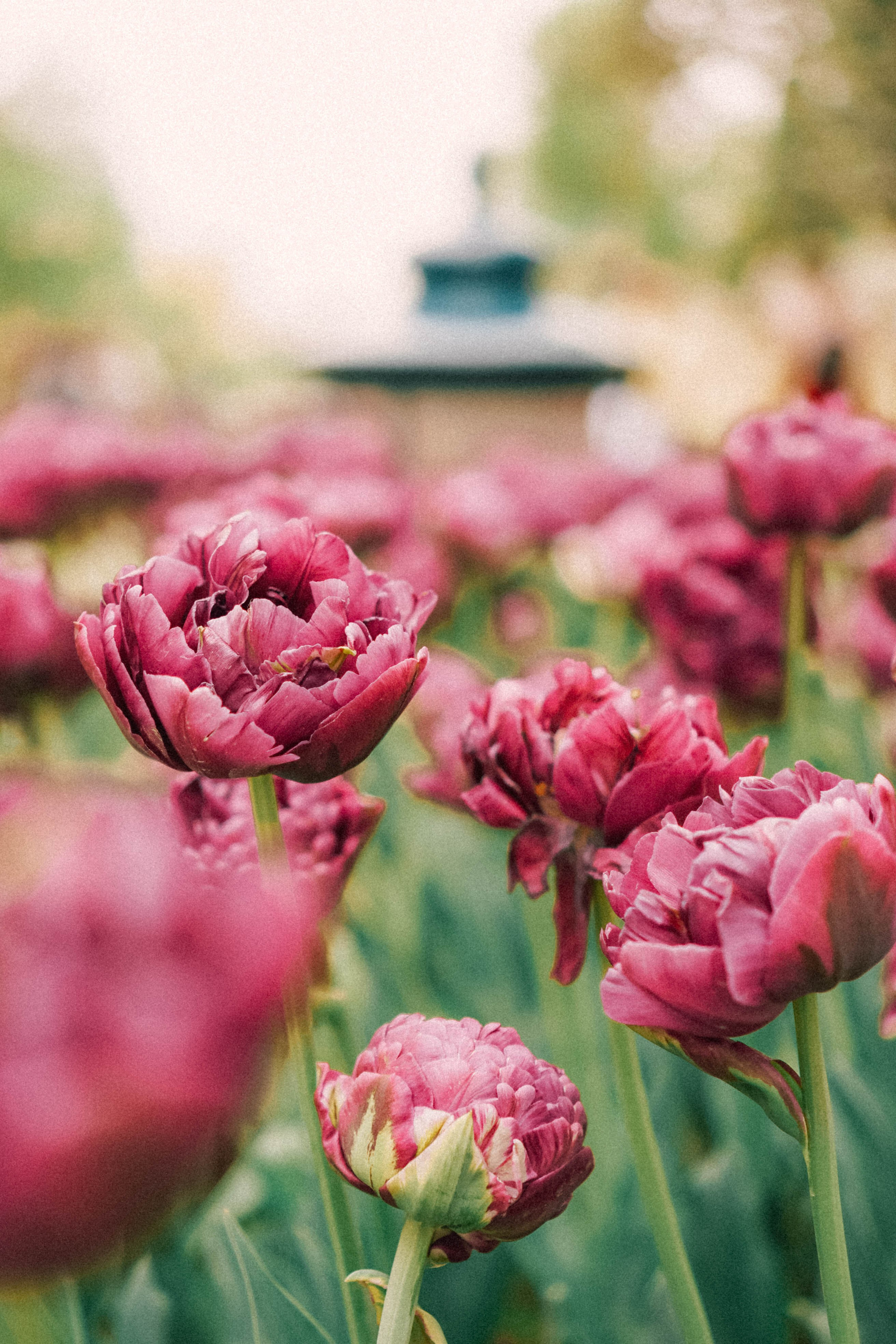 КИСЛОВОДСК. Профессиональный фотограф, Санкт-Петербург — Виктория Богомолова