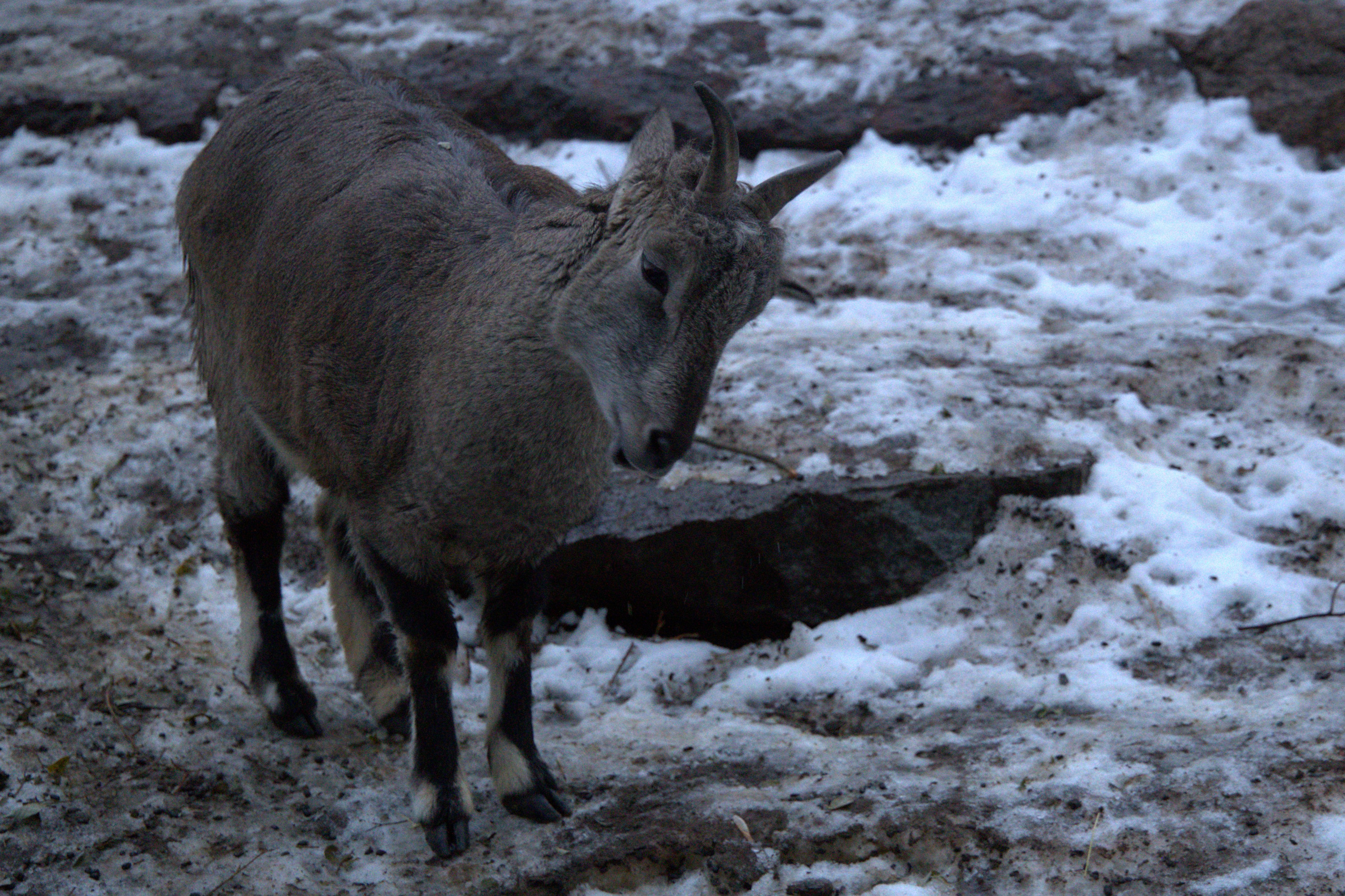 ЗООПАРК. ФОТОГРАФ В МОСКВЕ СТАНИСЛАВ КОБЗЕВ