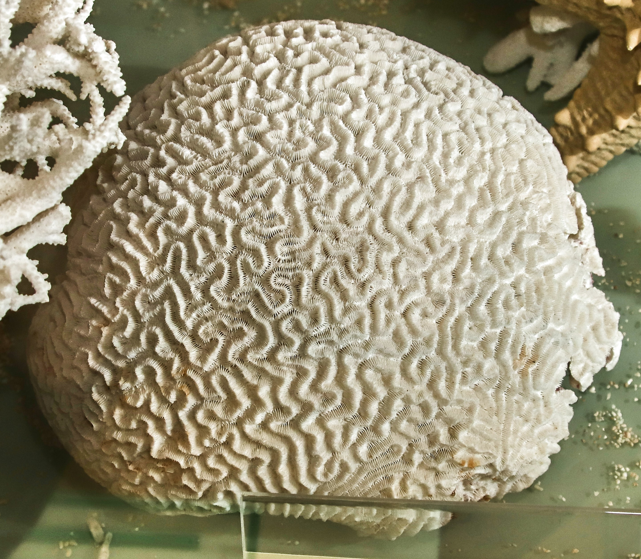 Морской калейдоскоп. Фотограф Юлия Маринина