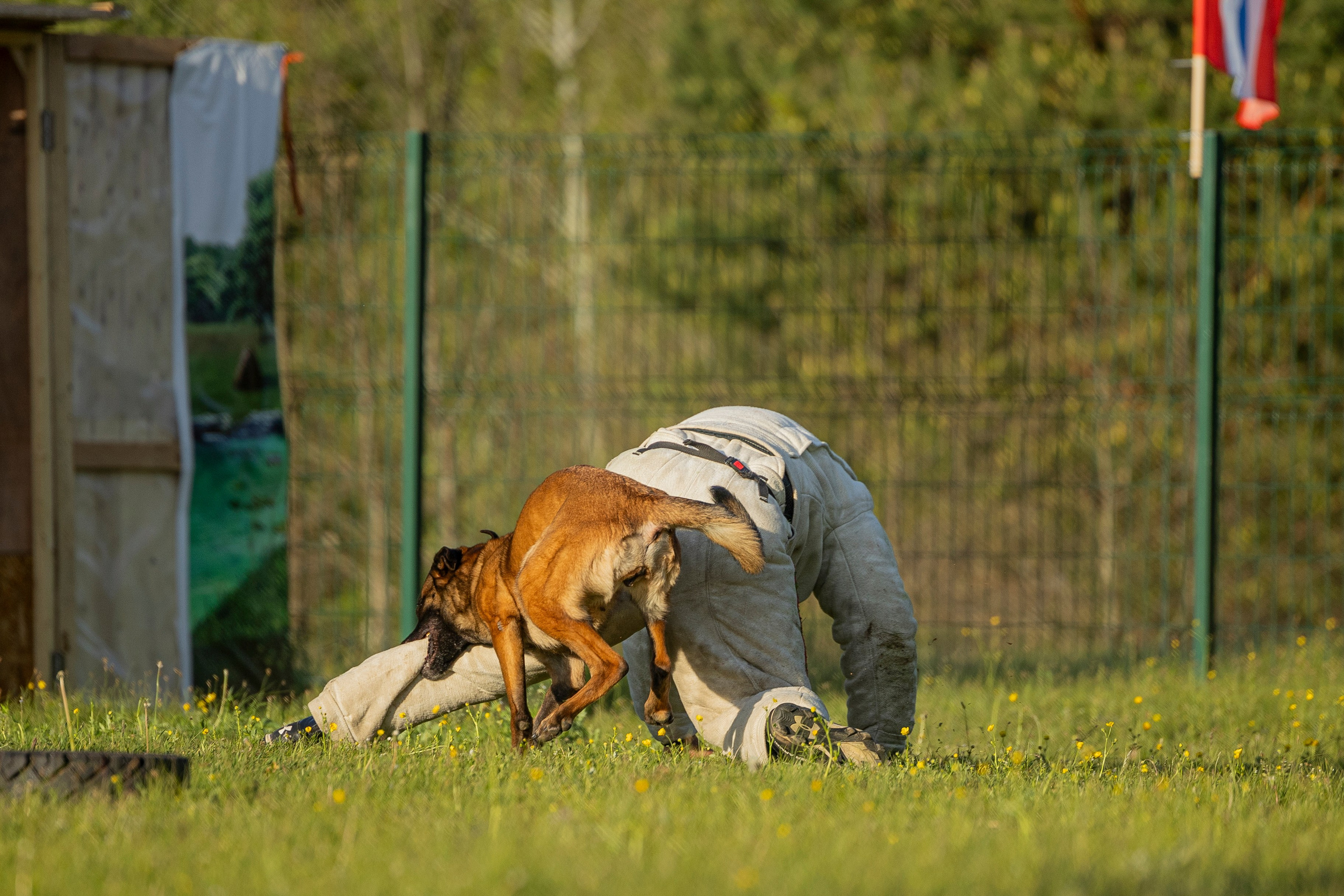 Испытания по мондьорингу в Нижнем Новгороде. Фотограф-анималист Анна Маринич