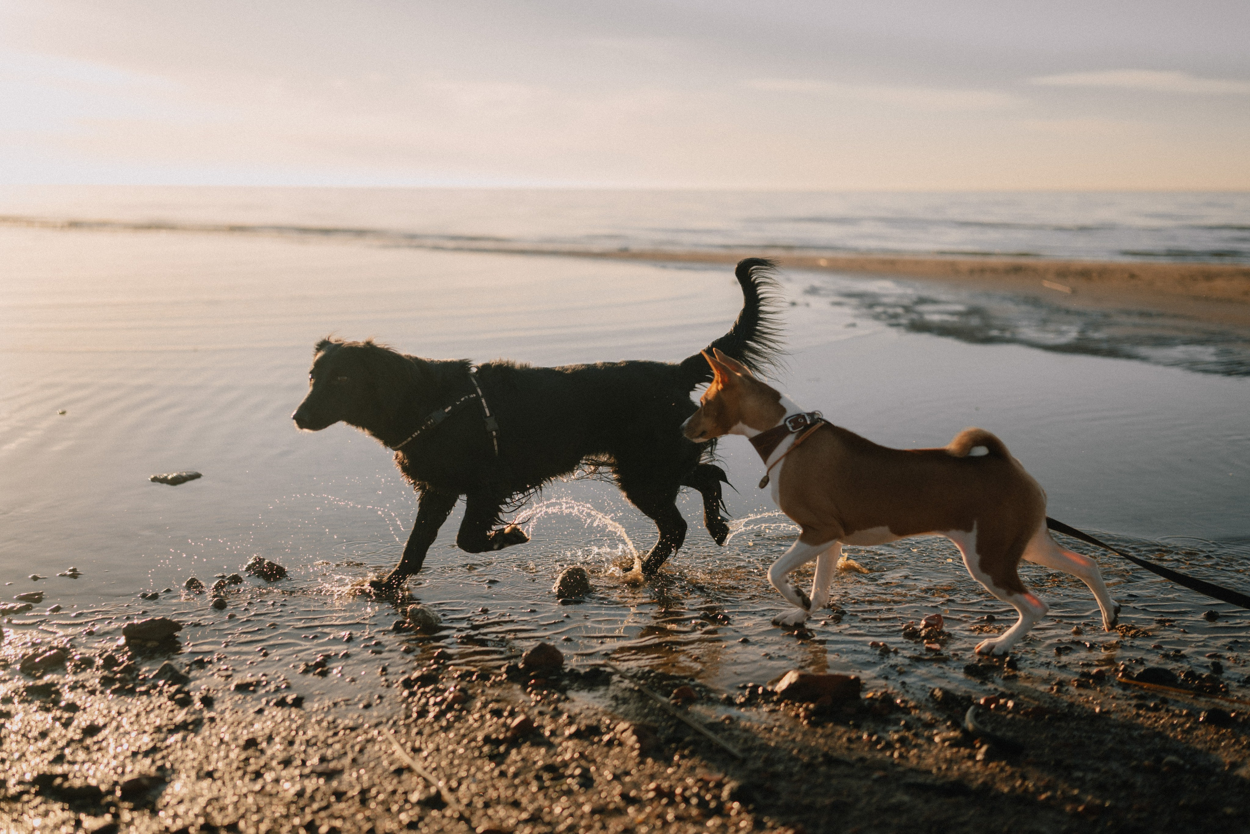 Маша и Хьюстон. Фотограф Ника Лиепа