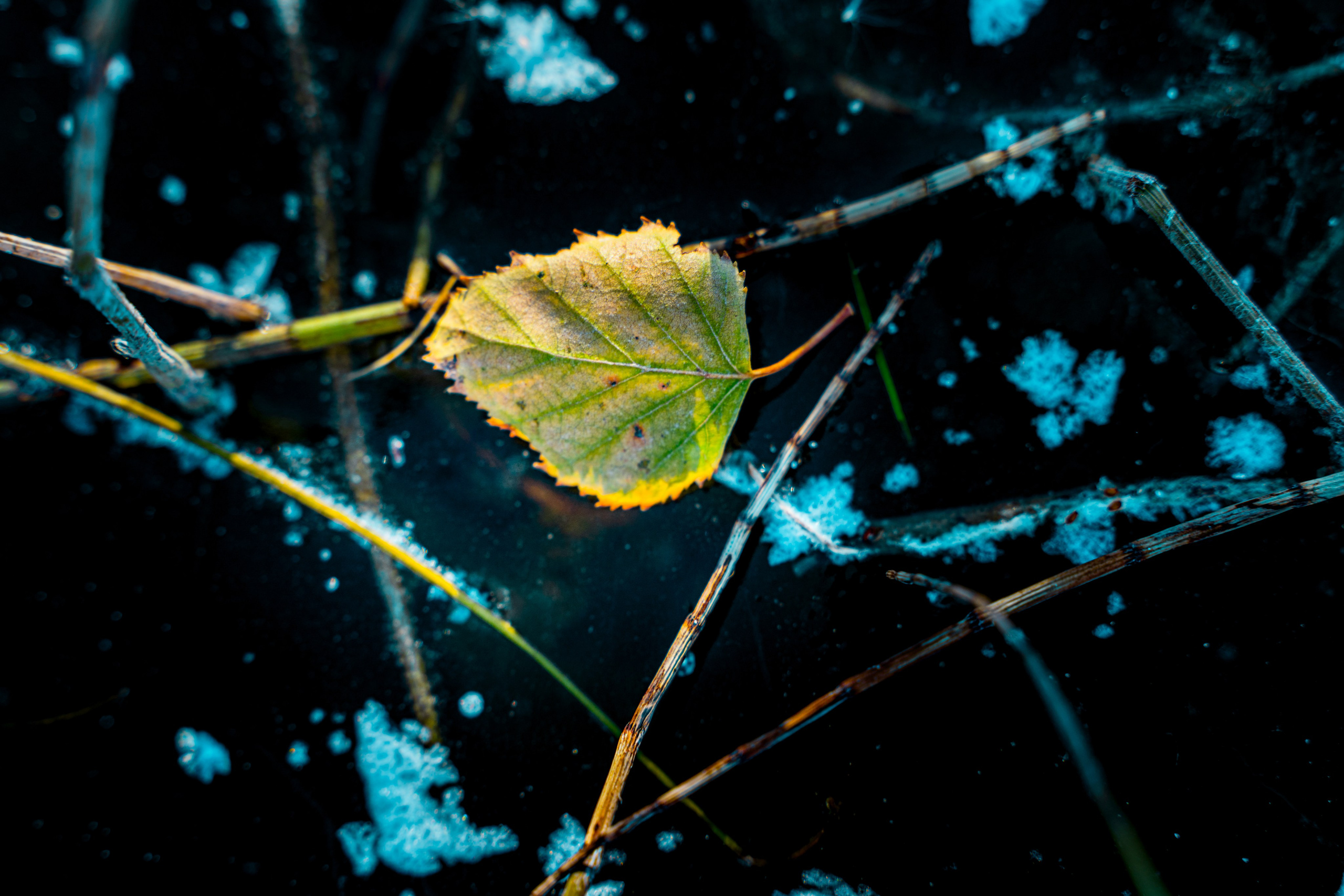 Пища для глаз. Ваш фотограф Северск | Томск