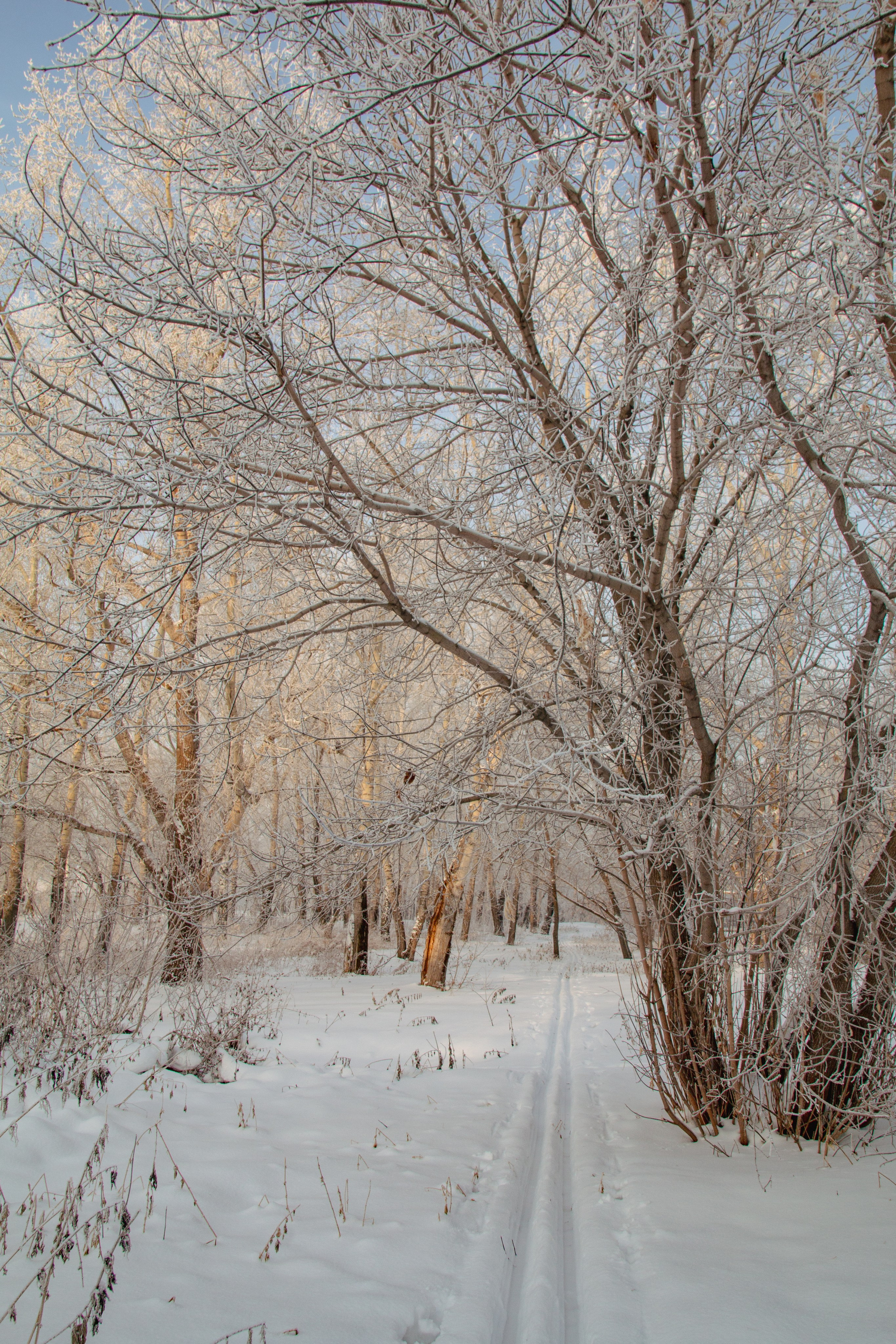 Зима. Ваш фотограф Северск | Томск